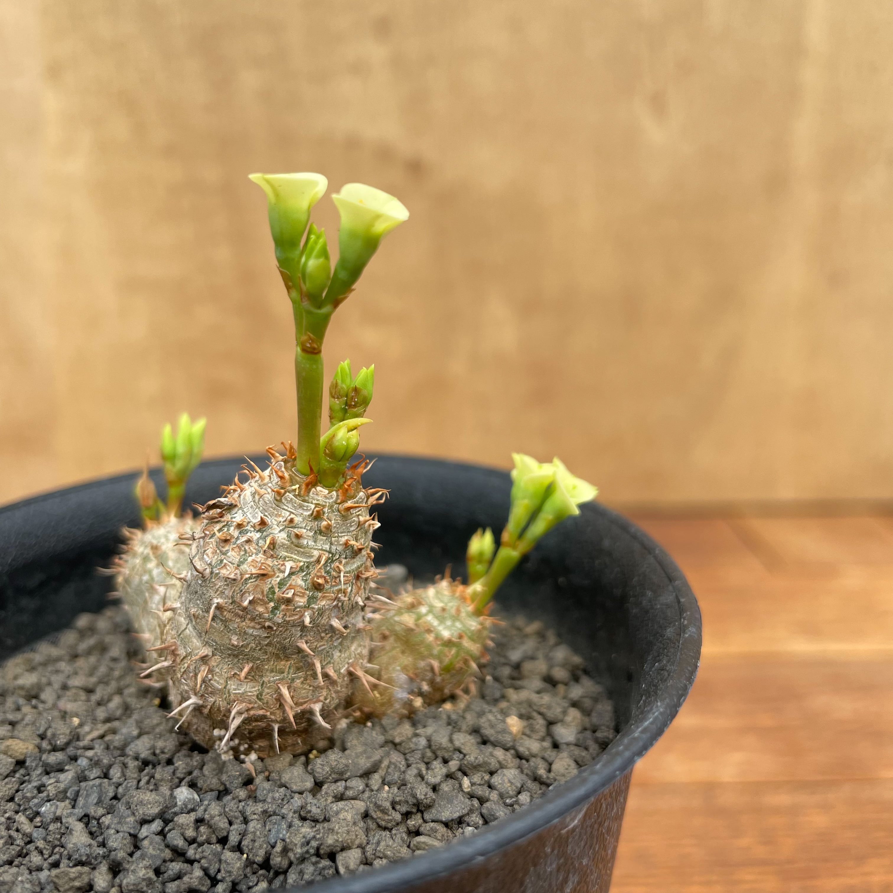 Euphorbia brevifolia【ユーフォルビア・ブレビフォリア】 | RIMO'S