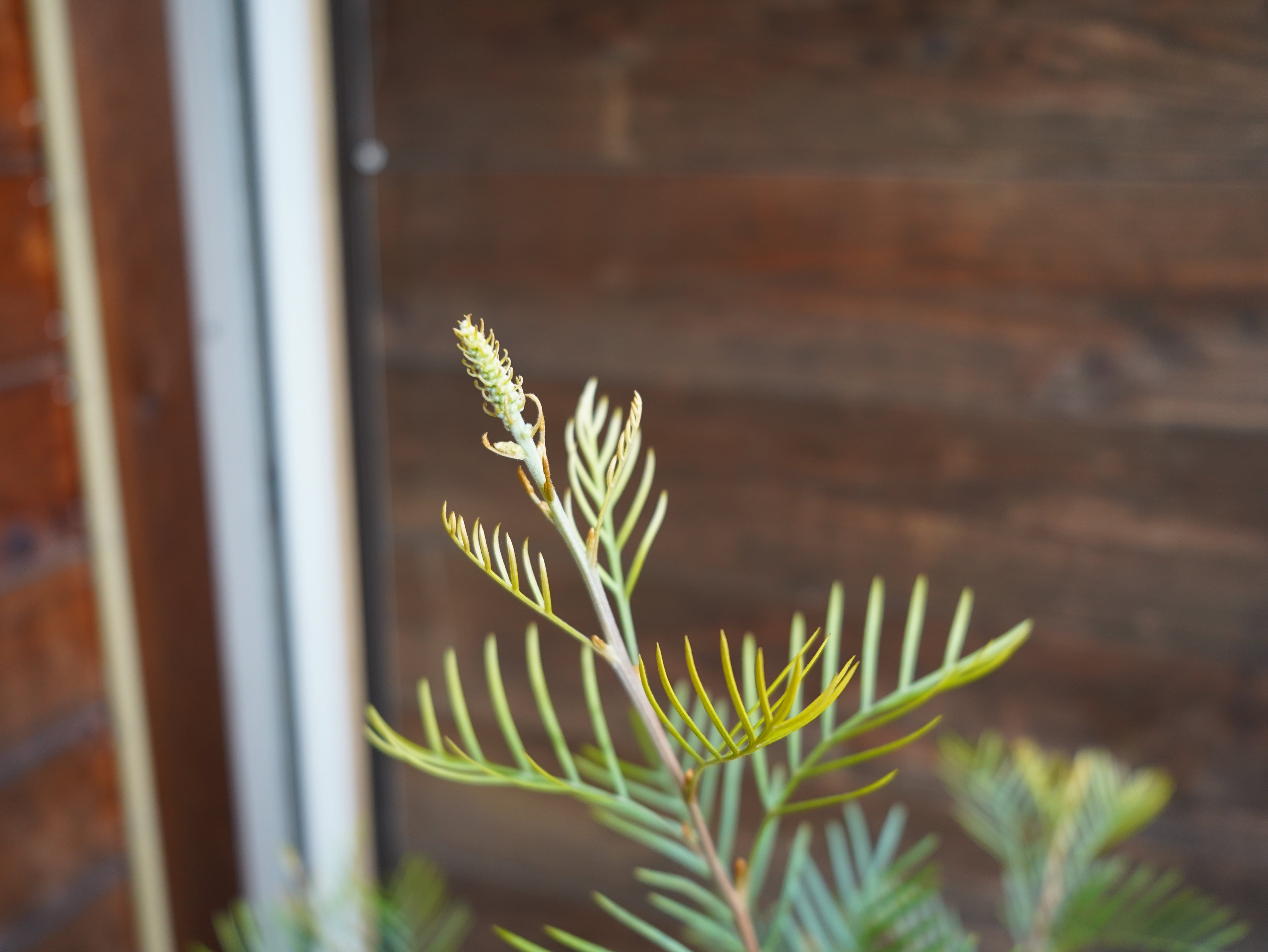 【現物】グレビレア　”アイボリーホイップ”　A