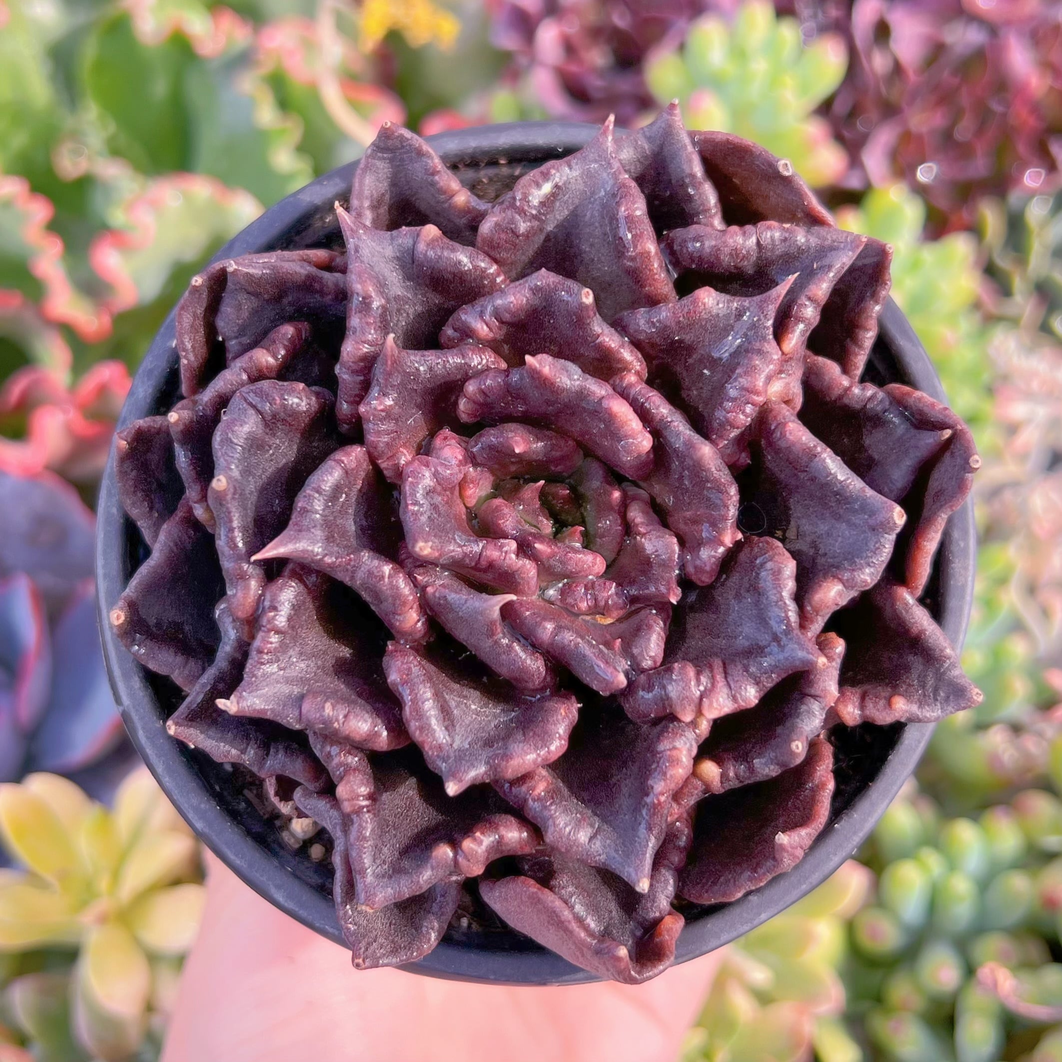 現品　ブラックマディバ#M178　るる農園