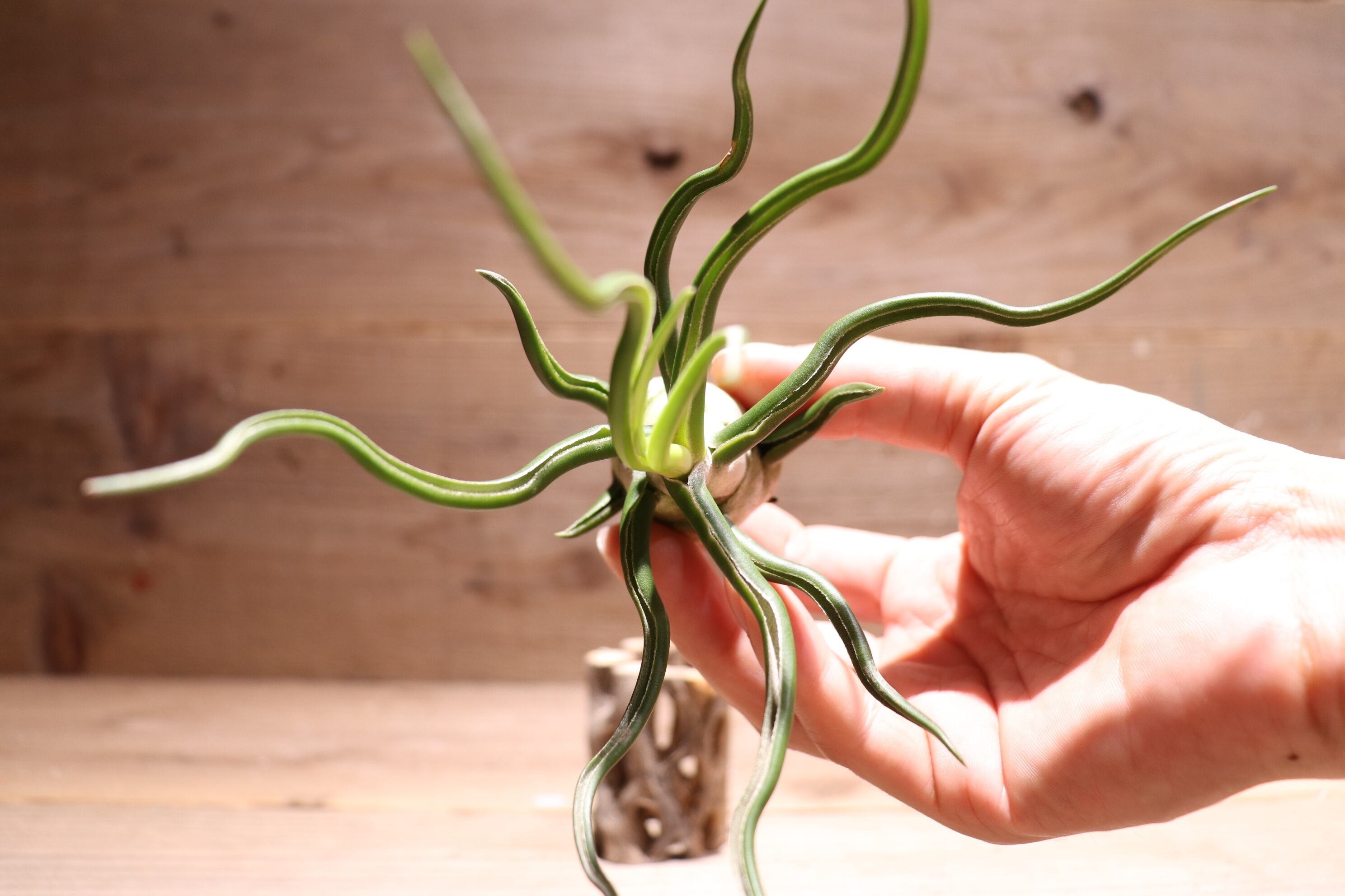 送料無料】bulbosa 'White Giant'〔エアプランツ〕現品発送T3365