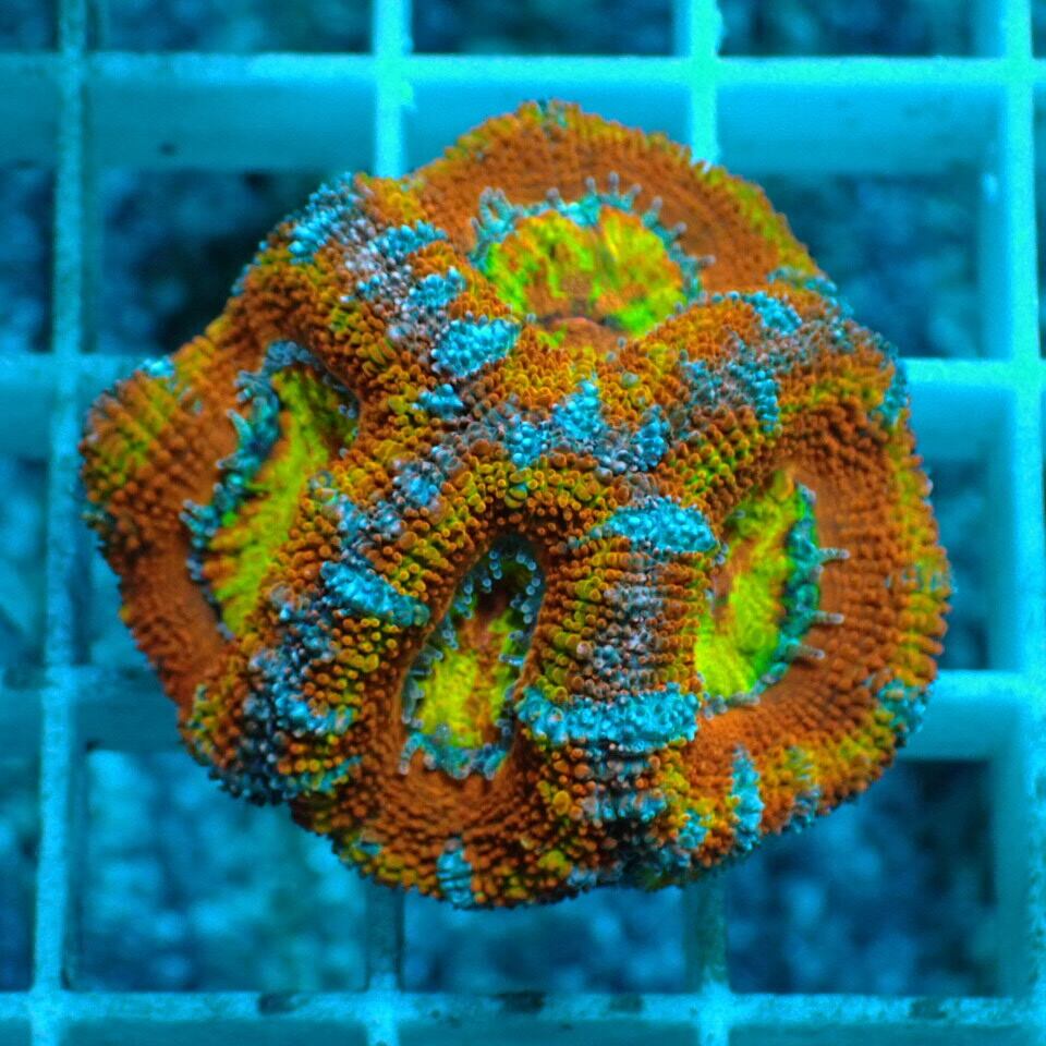 k370 ⑪AUSカクオオトゲキクメイシ Master (Acanthustrea) | HOUSE