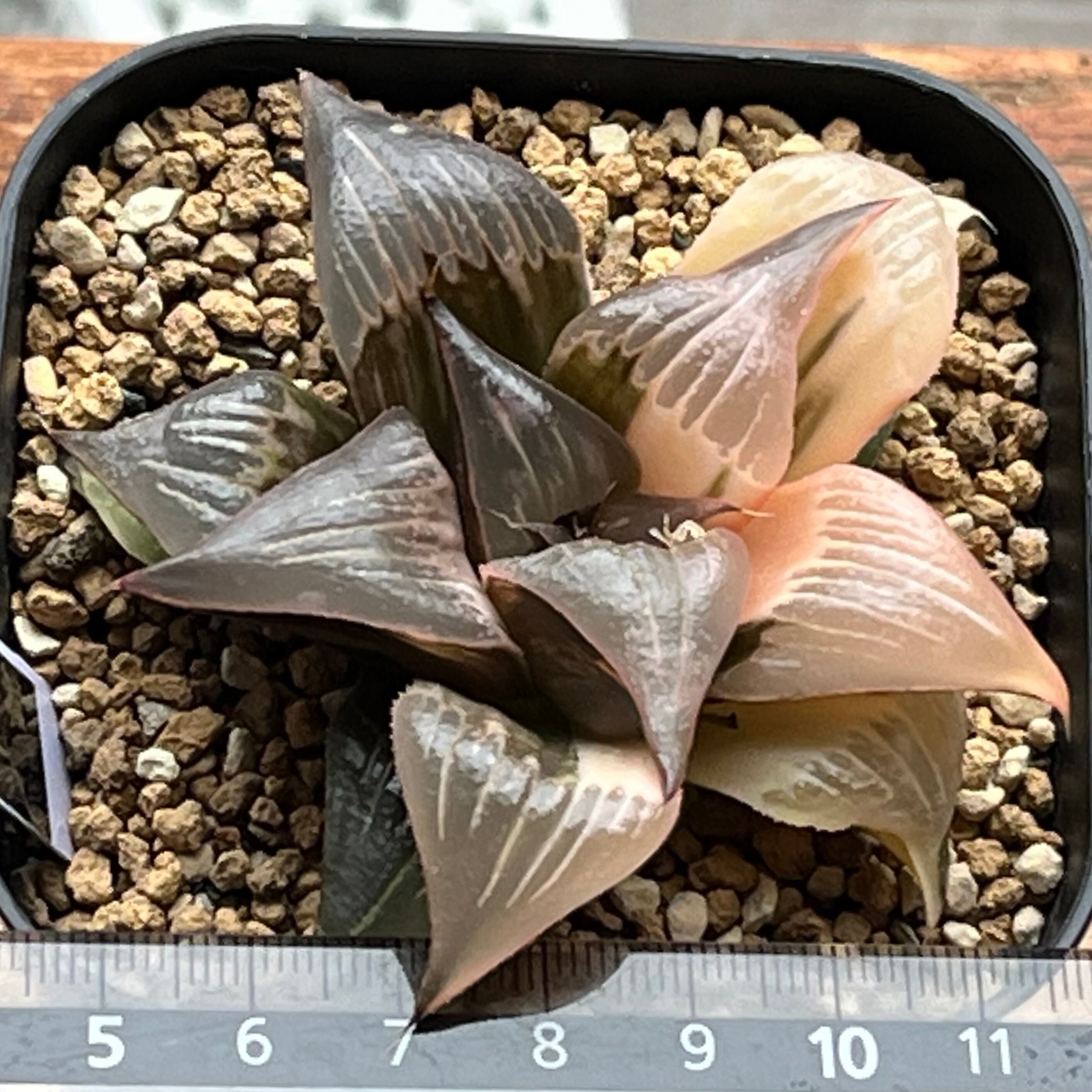 ハオルチア バディア ピンキー錦 | mocono_plants