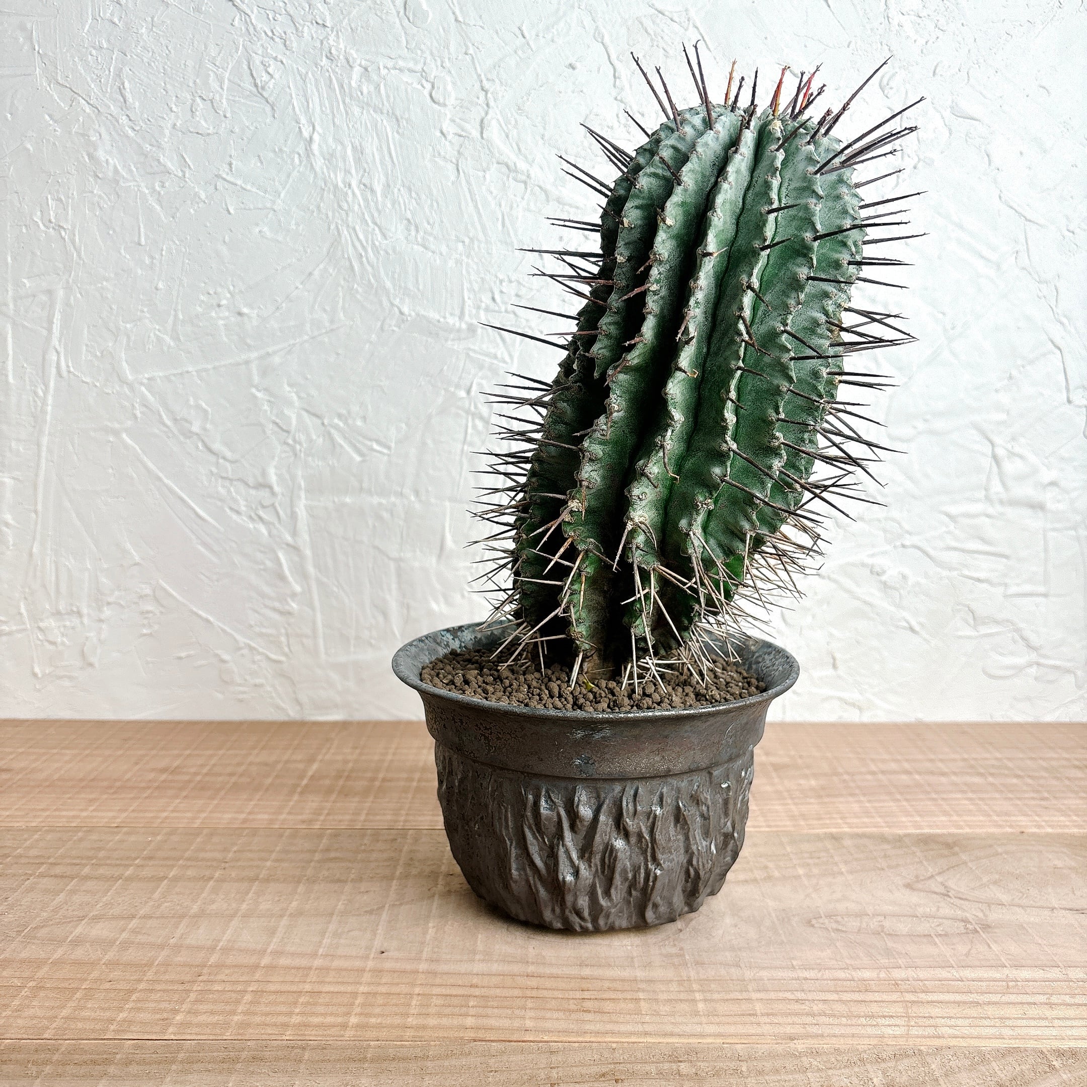 ユーフォルビア ホリダ | yu25plants