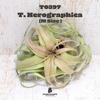 【送料無料】キセログラフィカM〔エアプランツ〕現品発送T0397