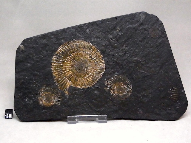 【 化石 】アンモナイト ダクチリオセラス Dactylioceras 3体密集頁岩プレート ドイツ ホルツマーデン産