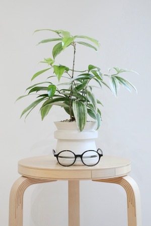 【M】ドラセナ ゴッドセフィアナ 白斑/Dracaena