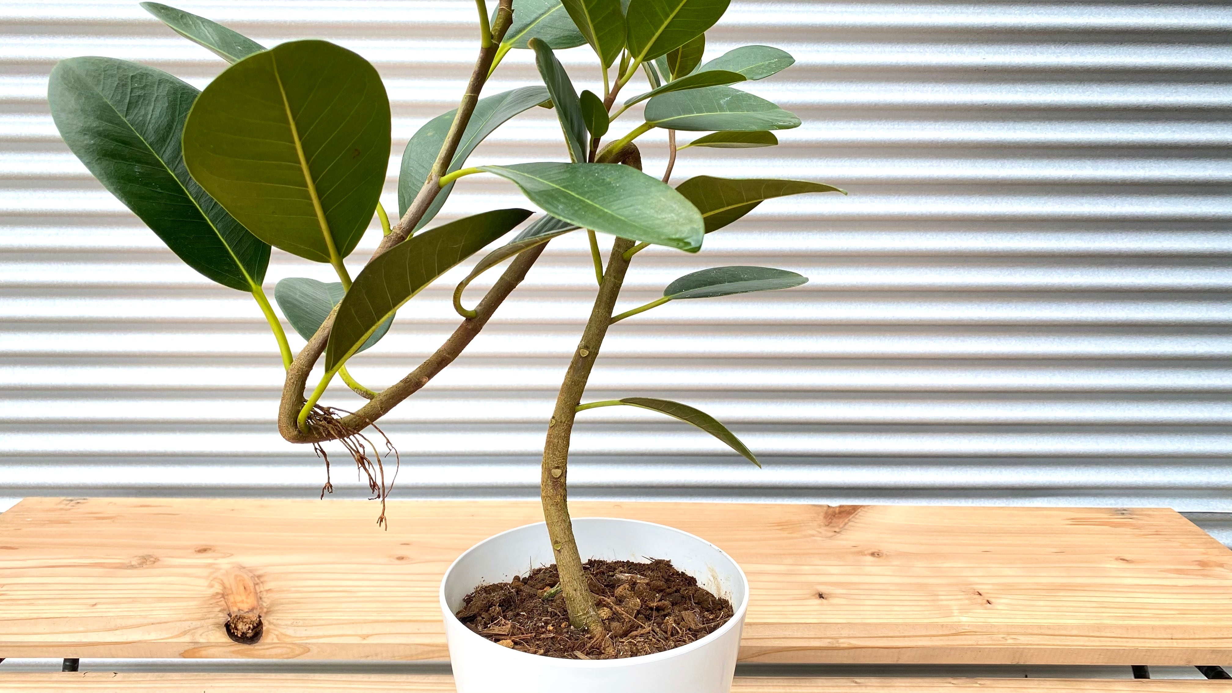 観葉植物】フィカス ルビギノーサ（フランスゴム）5号鉢 | PAY ID