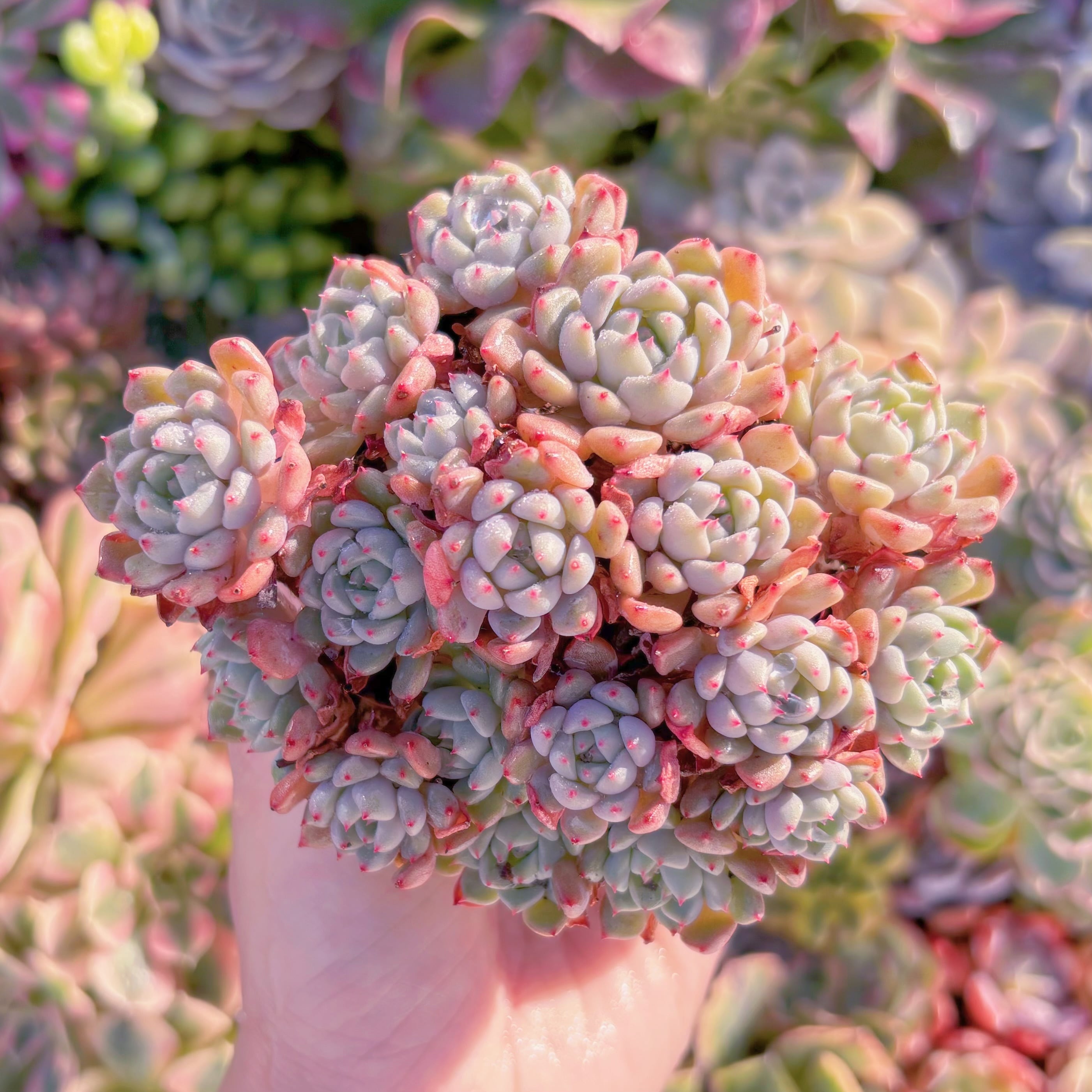 現品　スノービーチ#M297　群生　るる農園