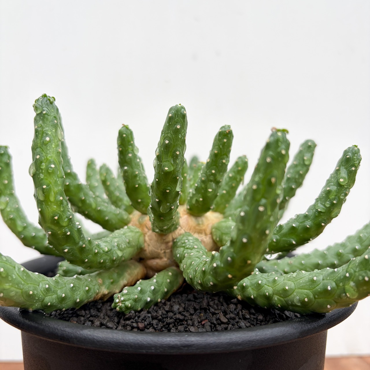 Euphorbia inermis【ユーフォルビア・イネルミス・九頭竜】