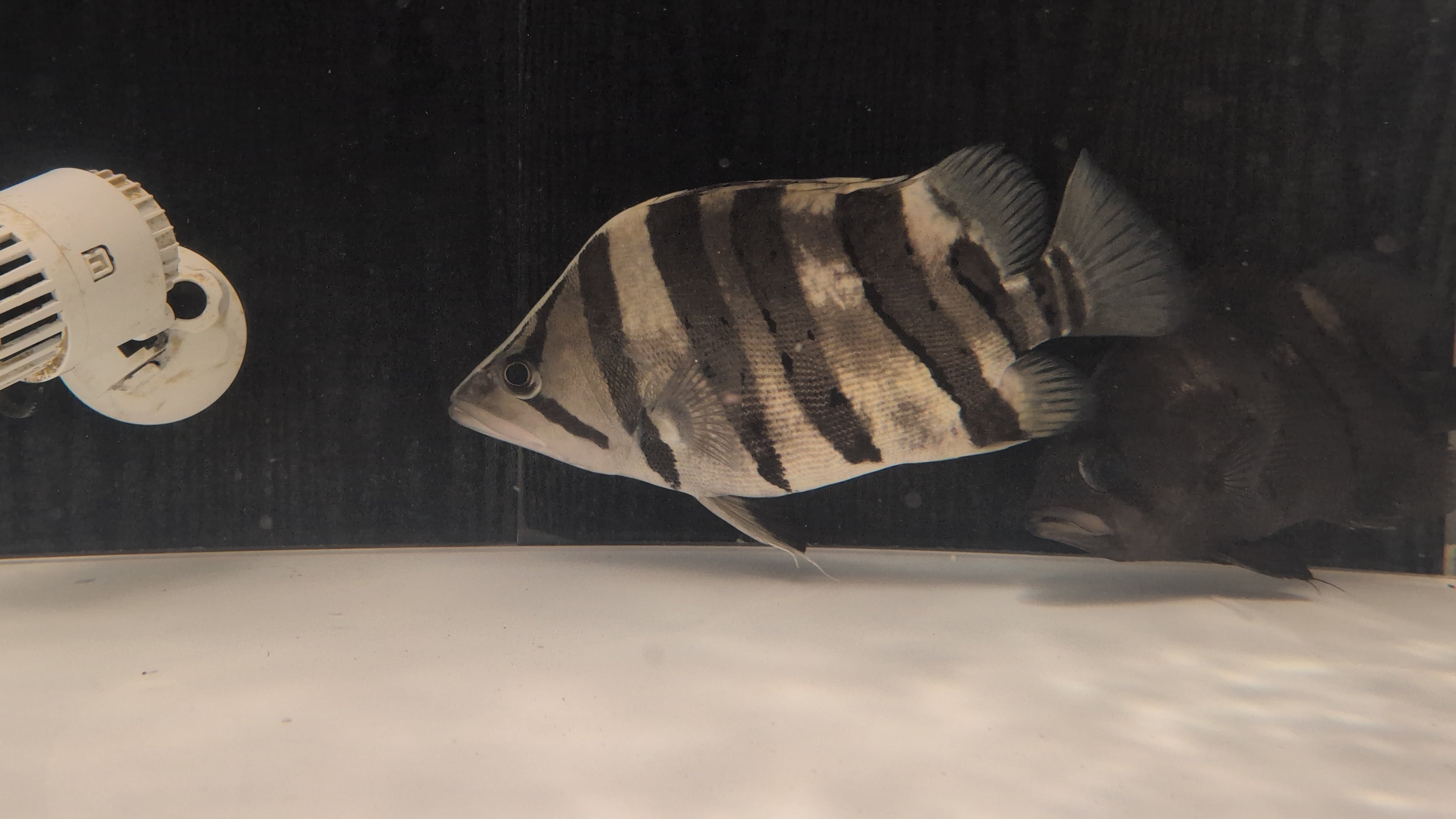 ダトニオプラスワン ±30㎝ | アロワナ等の大型魚・熱帯魚のオンライン