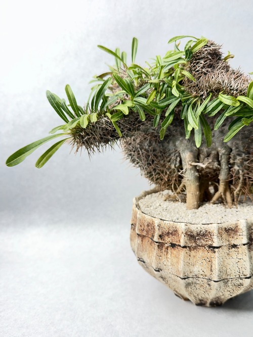 パキポディウム・ラメリー綴化