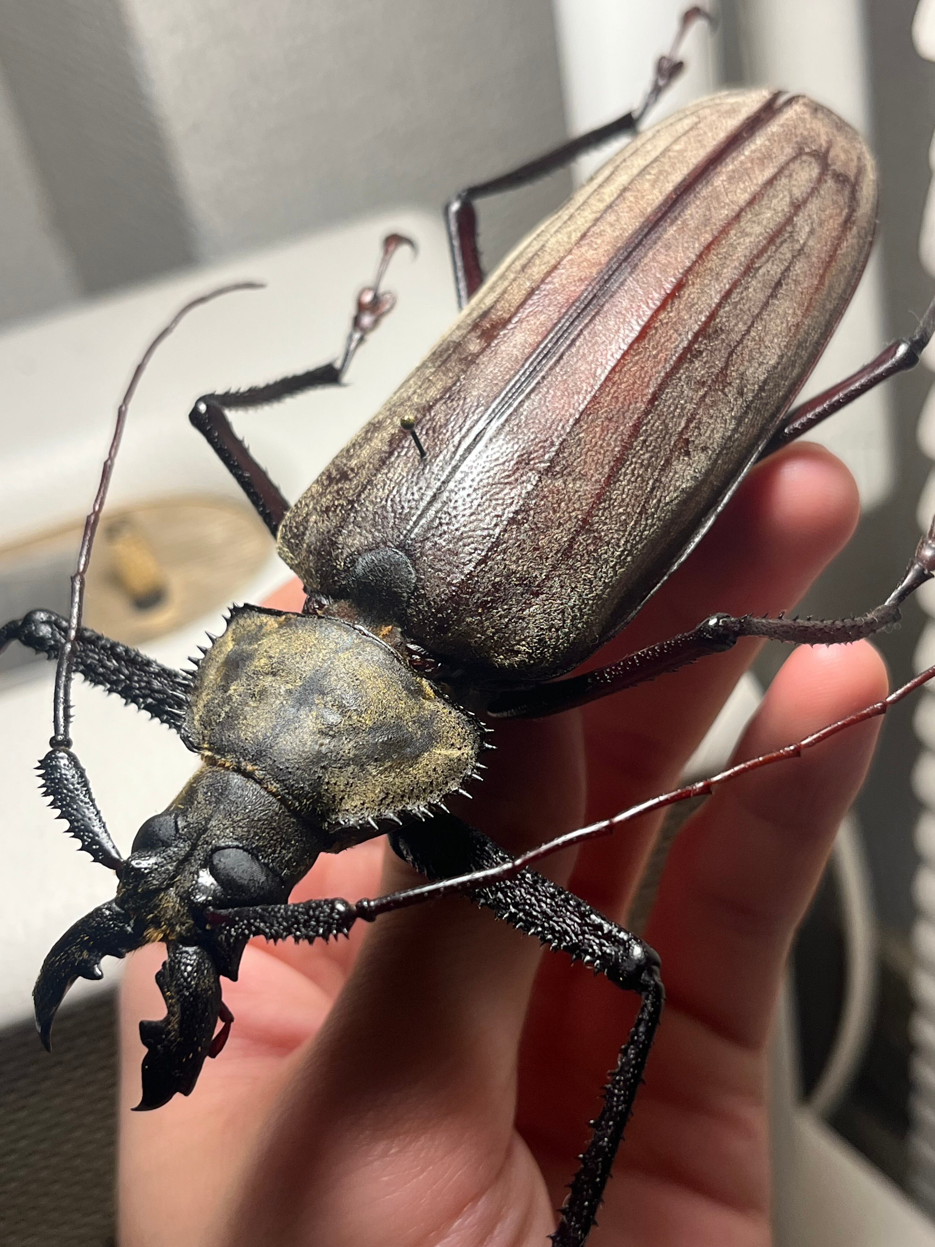 125mm♂】スジバネトゲフチオオウスバカミキリ ブルウスバカミキリ