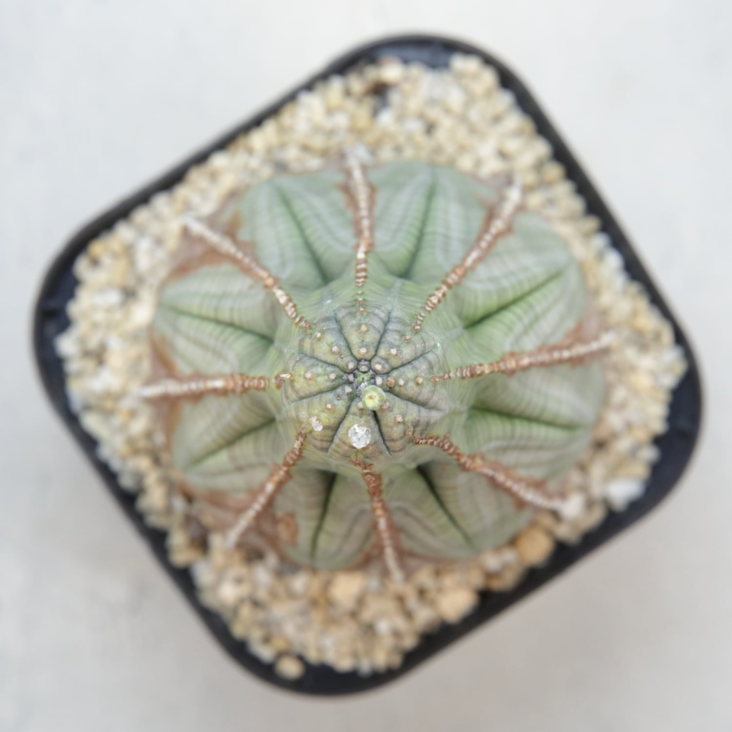 オス株 大株 7.3cm 美模様 マウンテン オベサ / 木質化 ユーフォルビア