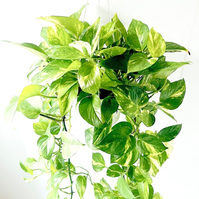 ポトス マーブル ロング 観葉植物 calm cafe