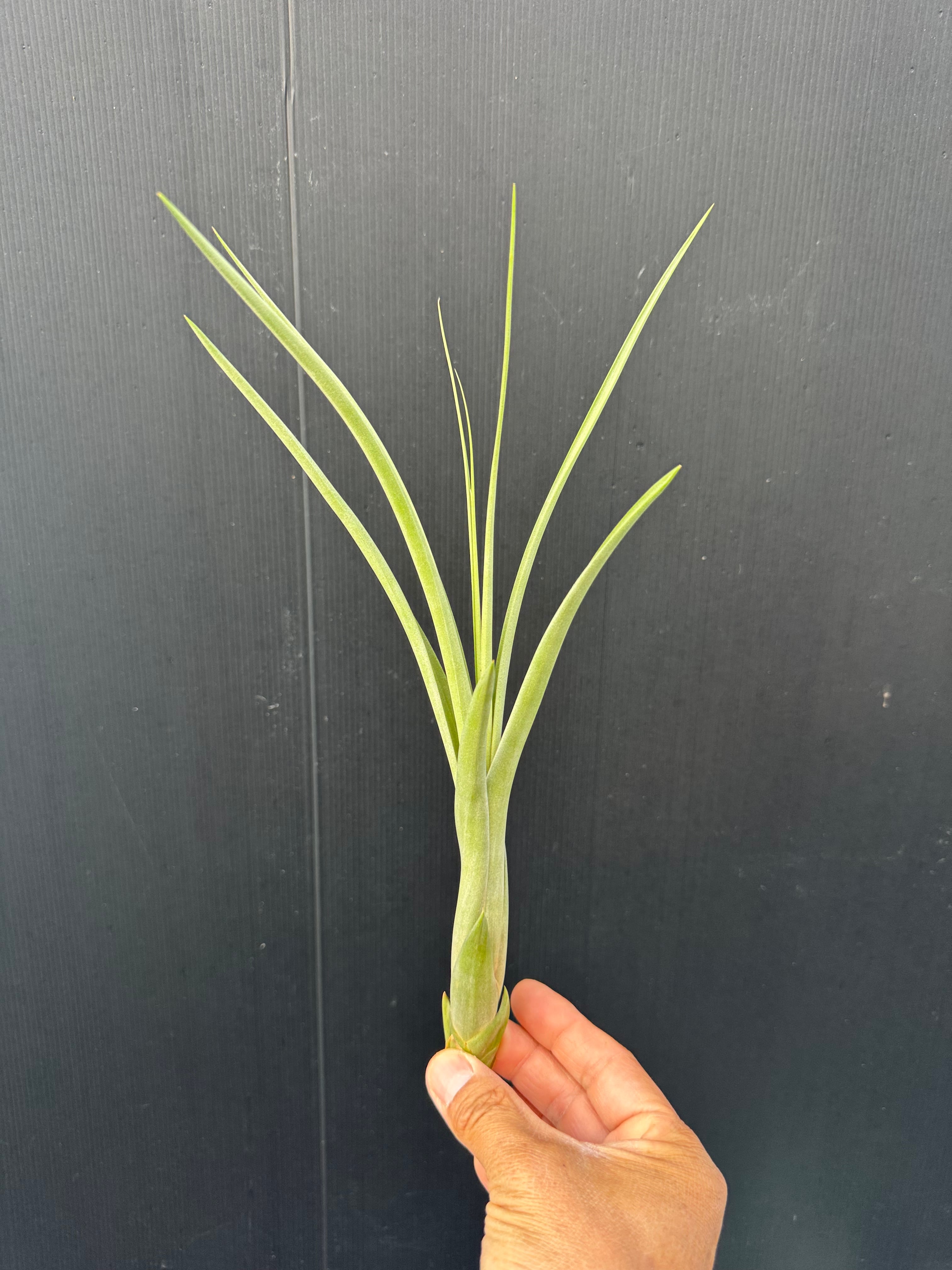 プロテア ヴィーナス | クルール プランツ couleur plants