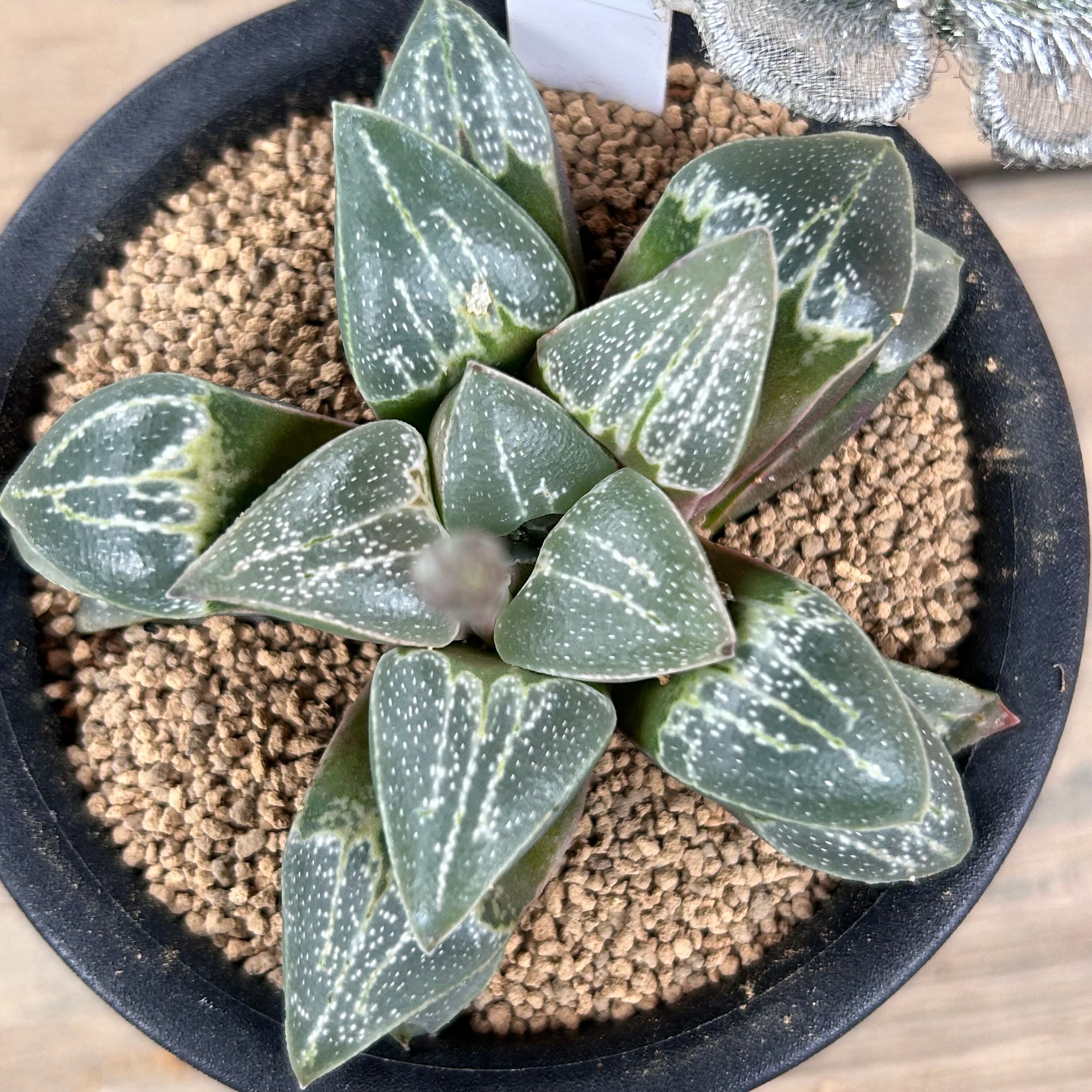 多肉植物 ハオルチア シルビアエ錦 HS-0306RT 012-020BA