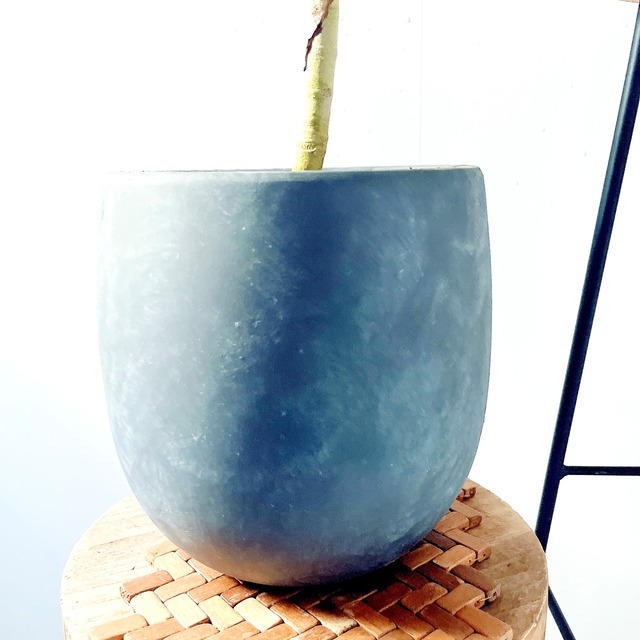 【Luxury Plants】フィカス ベンガレンシス 陶器鉢仕立て