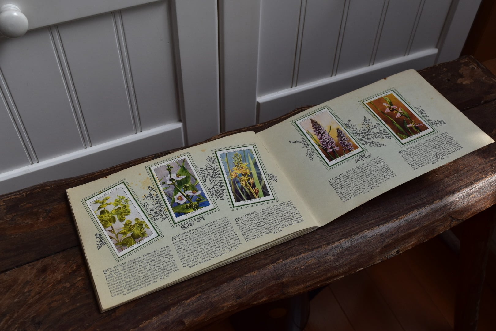 ☆シガレットカードアルバム☆1930s Complete set☆WILD FLOWERS | 花