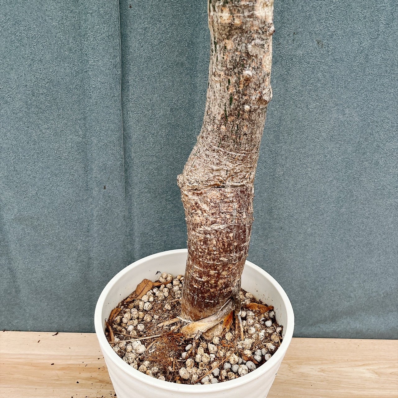 現品　トックリキワタ　南米桜　観葉植物　徳利木綿　落葉樹　インテリアグリーン 現品］☆珍しい☆ 19番 トックリキワタ 8号 南米桜 観葉植物 レア 徳利