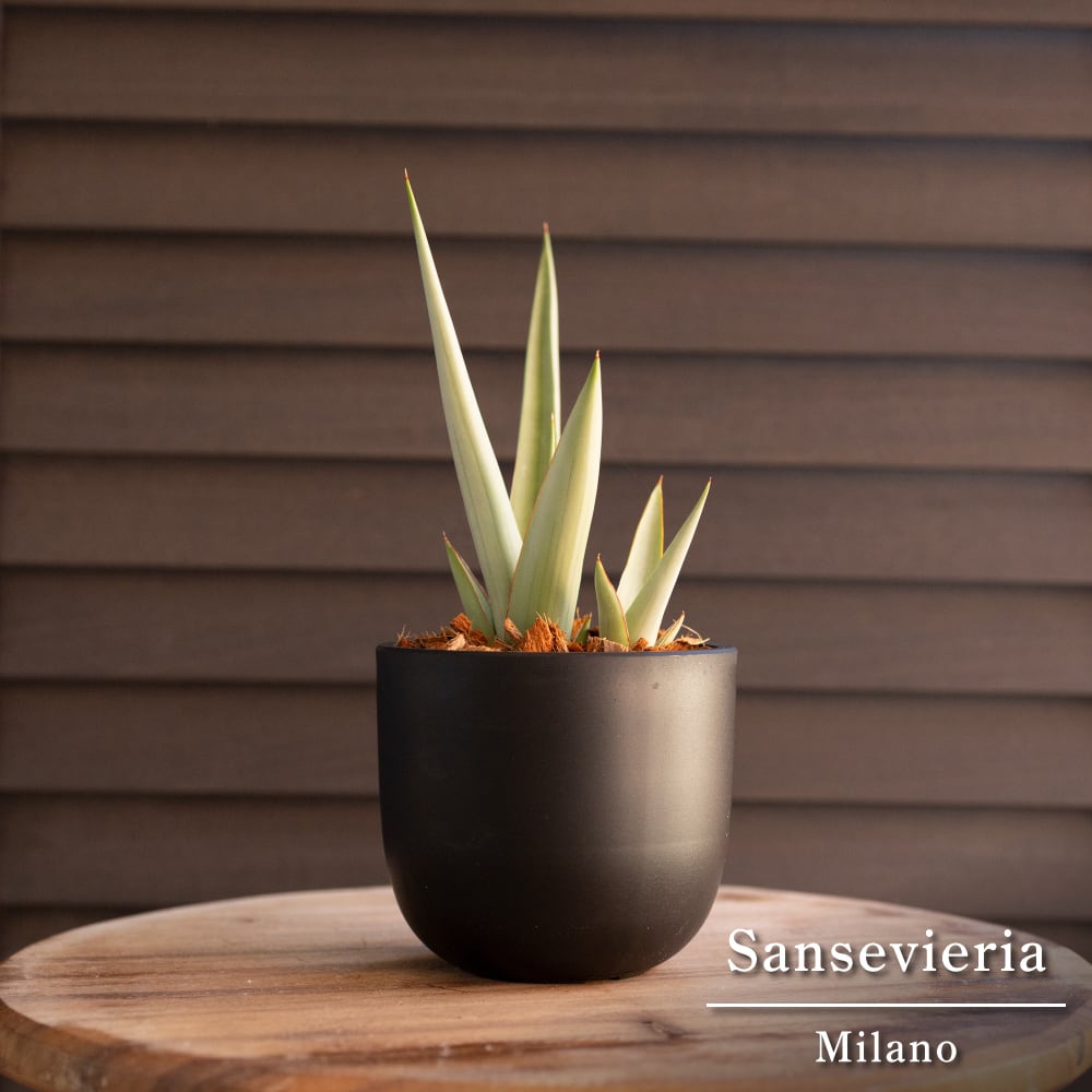 子株付き サンセベリア ミラノ Sansevieria Milano 3号鉢 観葉植物 サンスベリア 1023BK