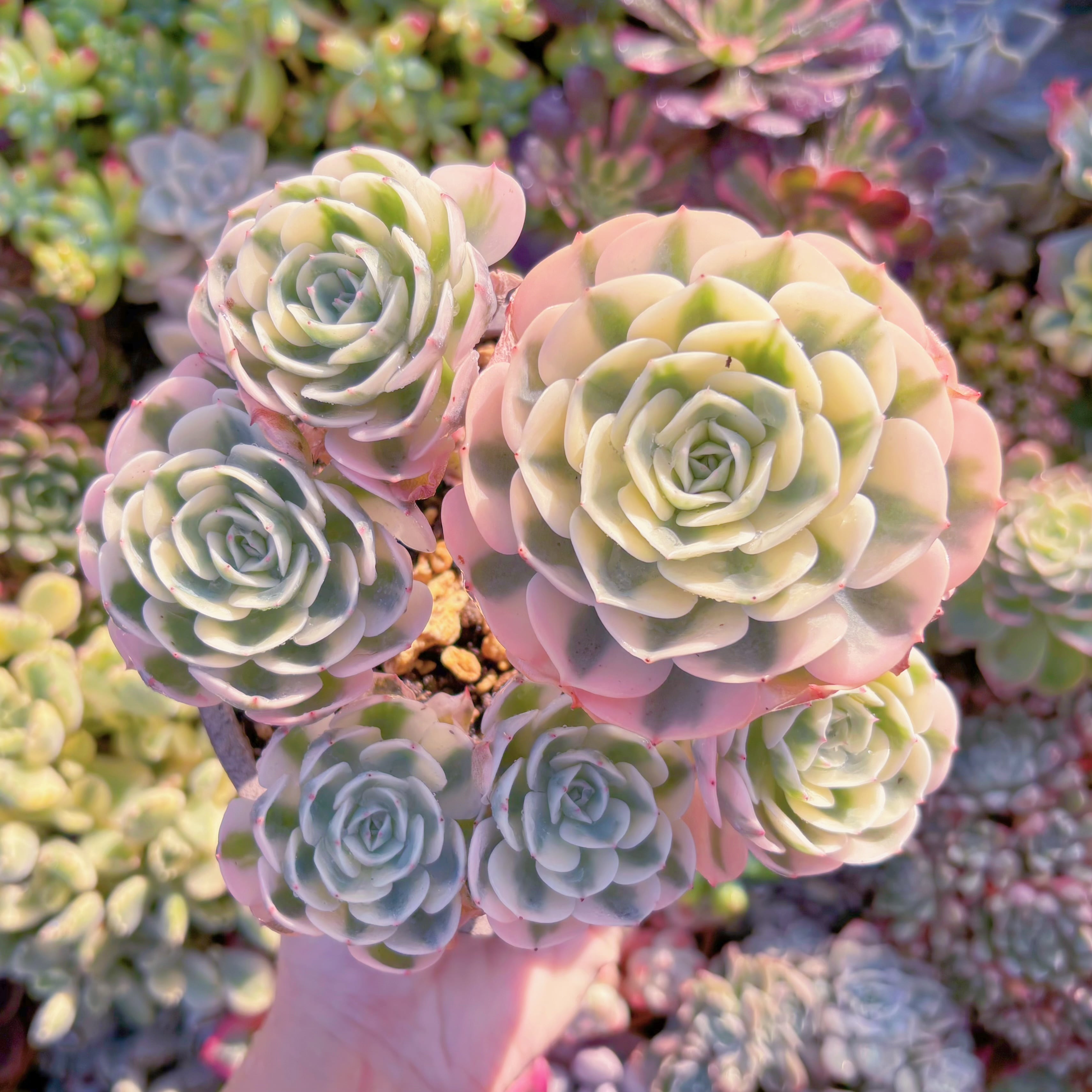 現品　ルノーディーン錦 #M143　大群生　超美苗　新入荷　るる農園