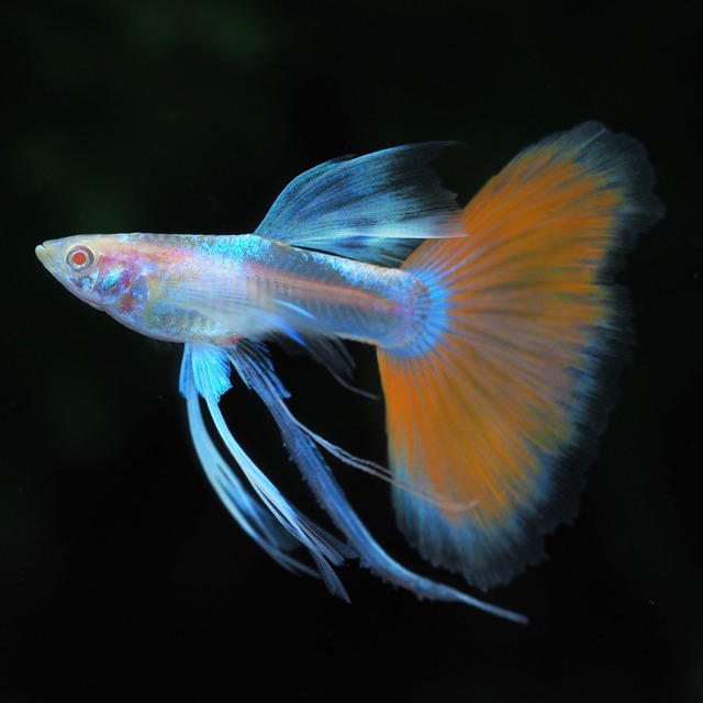 【観賞用】上物RREAアクアマリンレッドテールタキシードリボン　リボンオス4匹