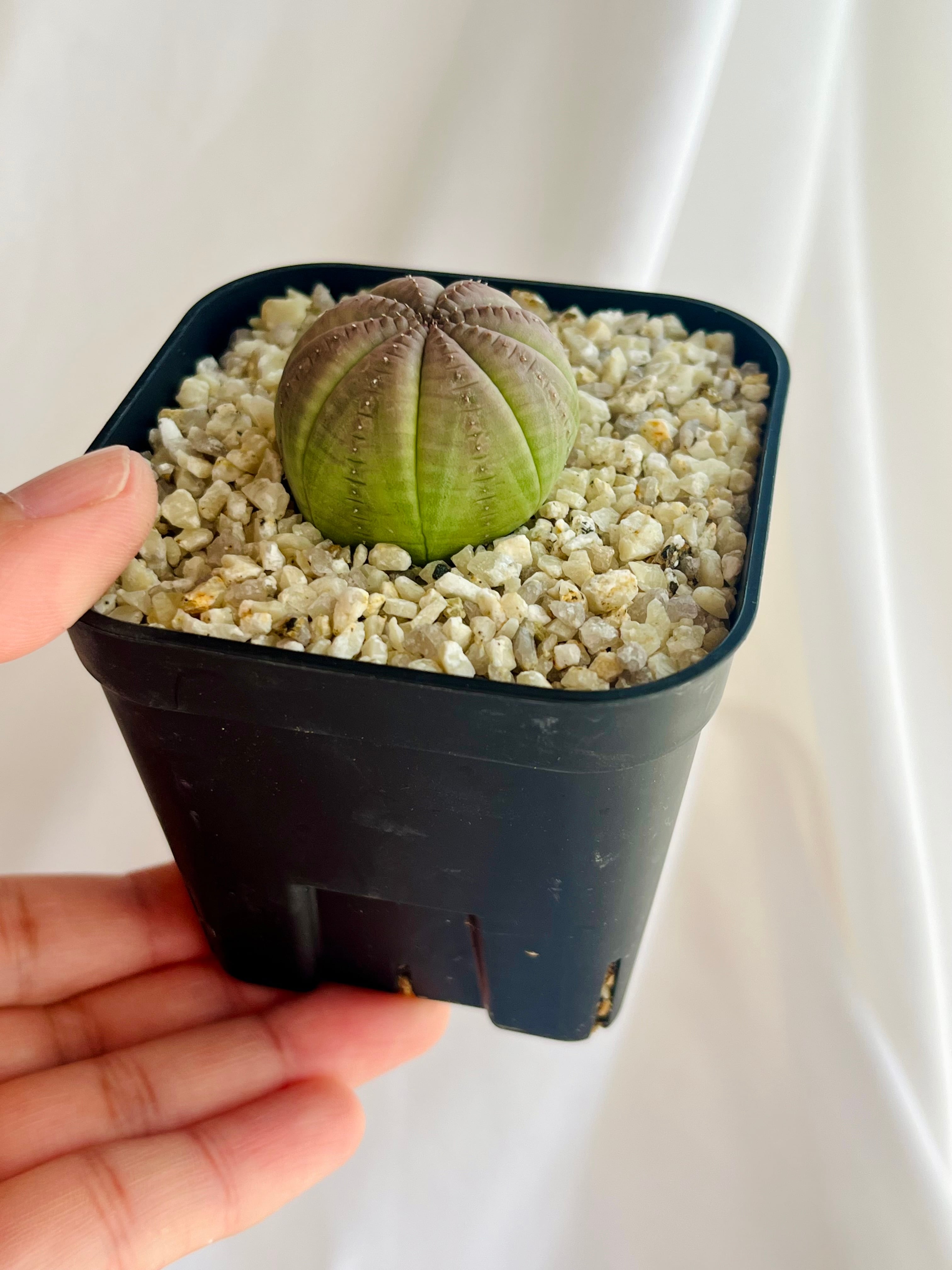 Euphorbia obesa ssp. symmetrica ユーフォルビア オベサ シンメトリカ