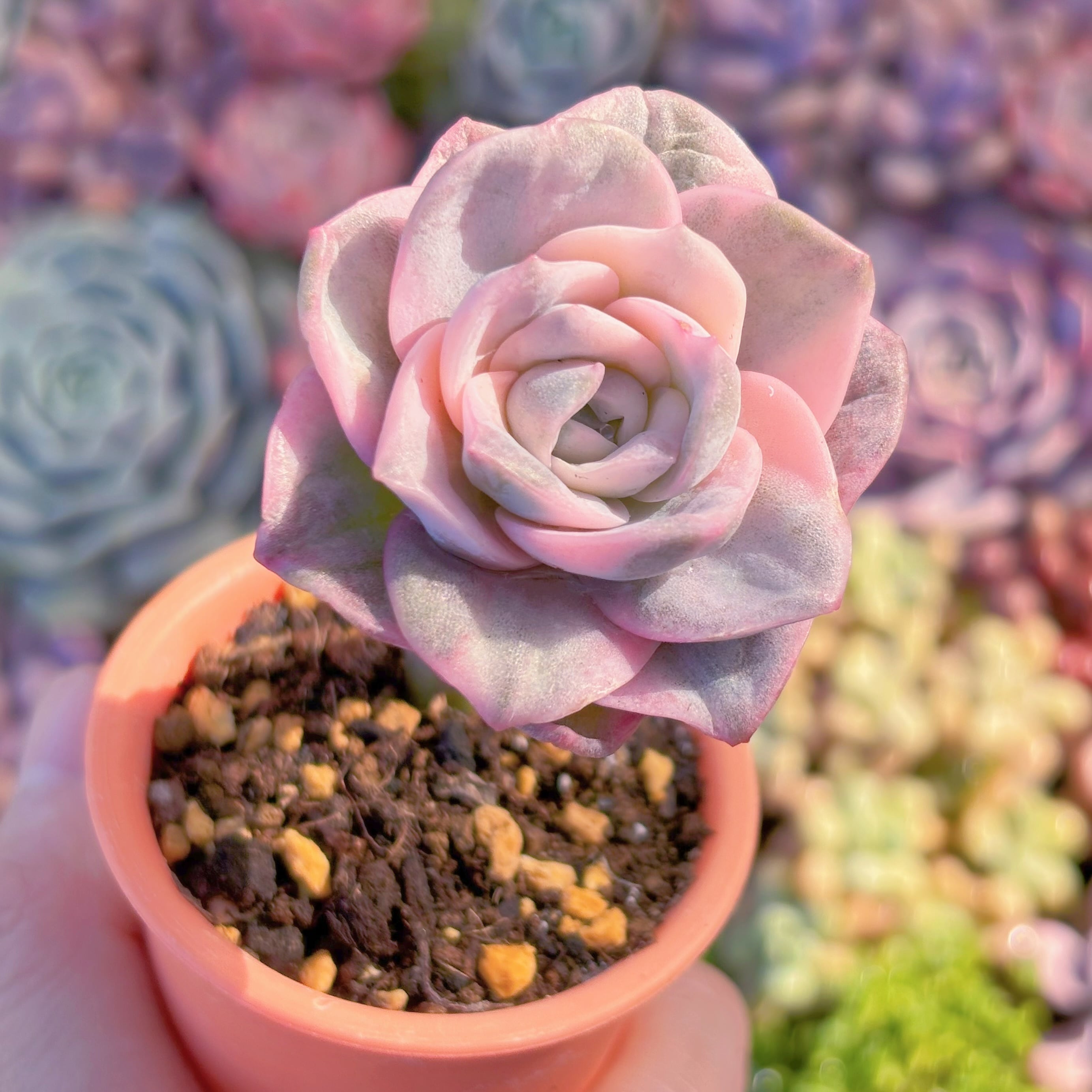 多肉植物　ラブリーローズ虹錦　新入荷　るる農園