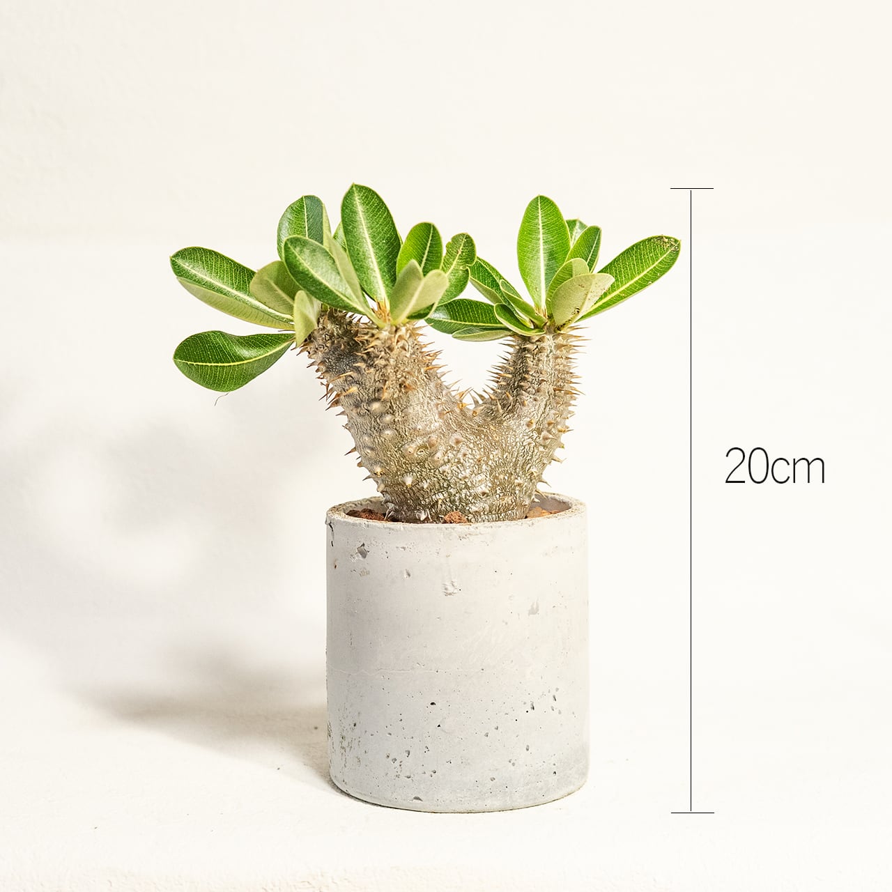 【ぽってり太く、どっしり構えた塊根】パキポディウム・レウコキサンツム。トゲを纏う銀緑色の幹。無骨でシンプルな手づくりモルタル鉢に仕立てました｜虫発生抑制（全国一律送料850円）