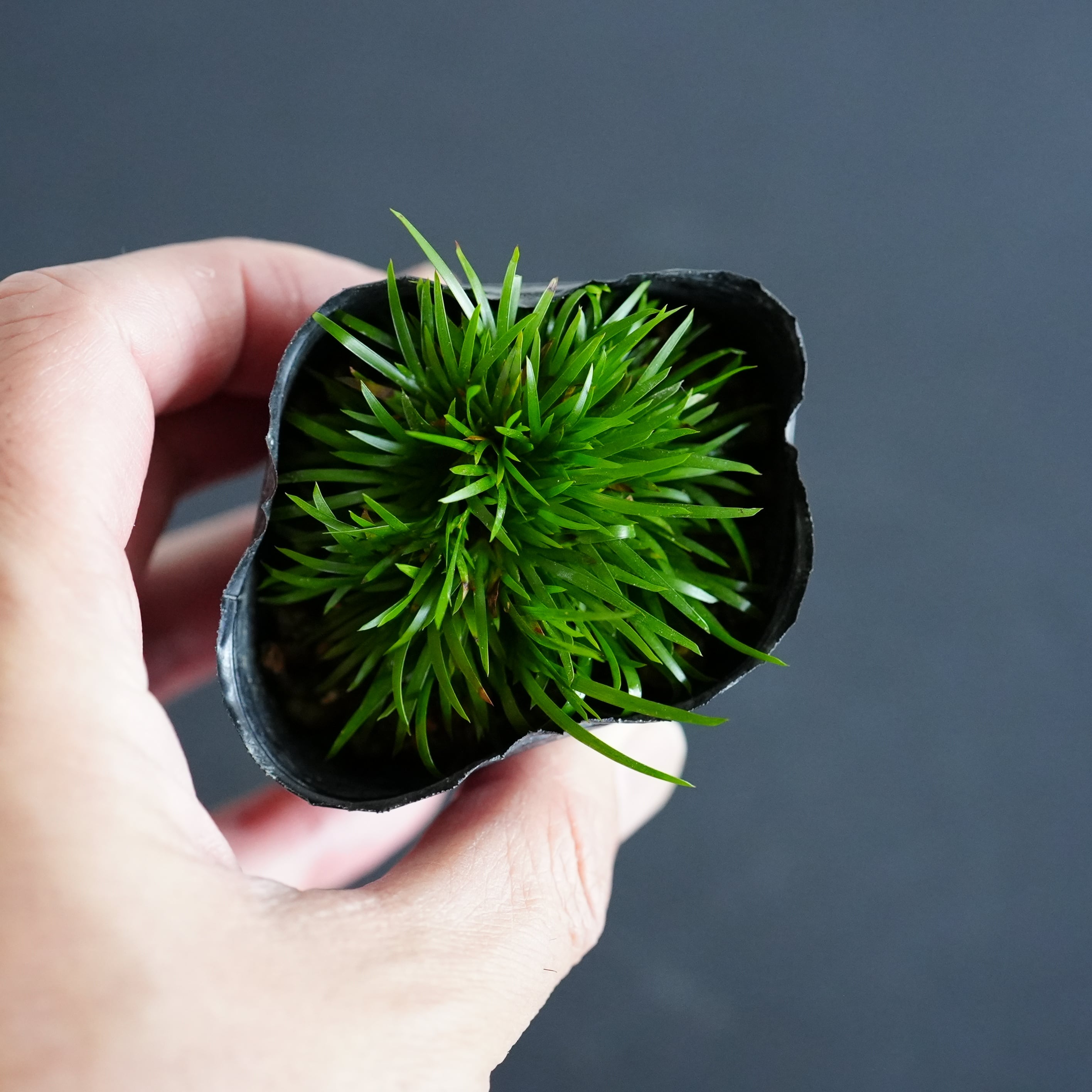 ビロードセキショウ Acorus gramineus 'Birodo' 苔テラリウム作製用素材◆水辺の植え付けに