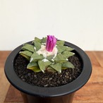 Ariocarpus kotschoubeyanus×furfuraceus【アリオカルプス・黒牡丹×花牡丹】