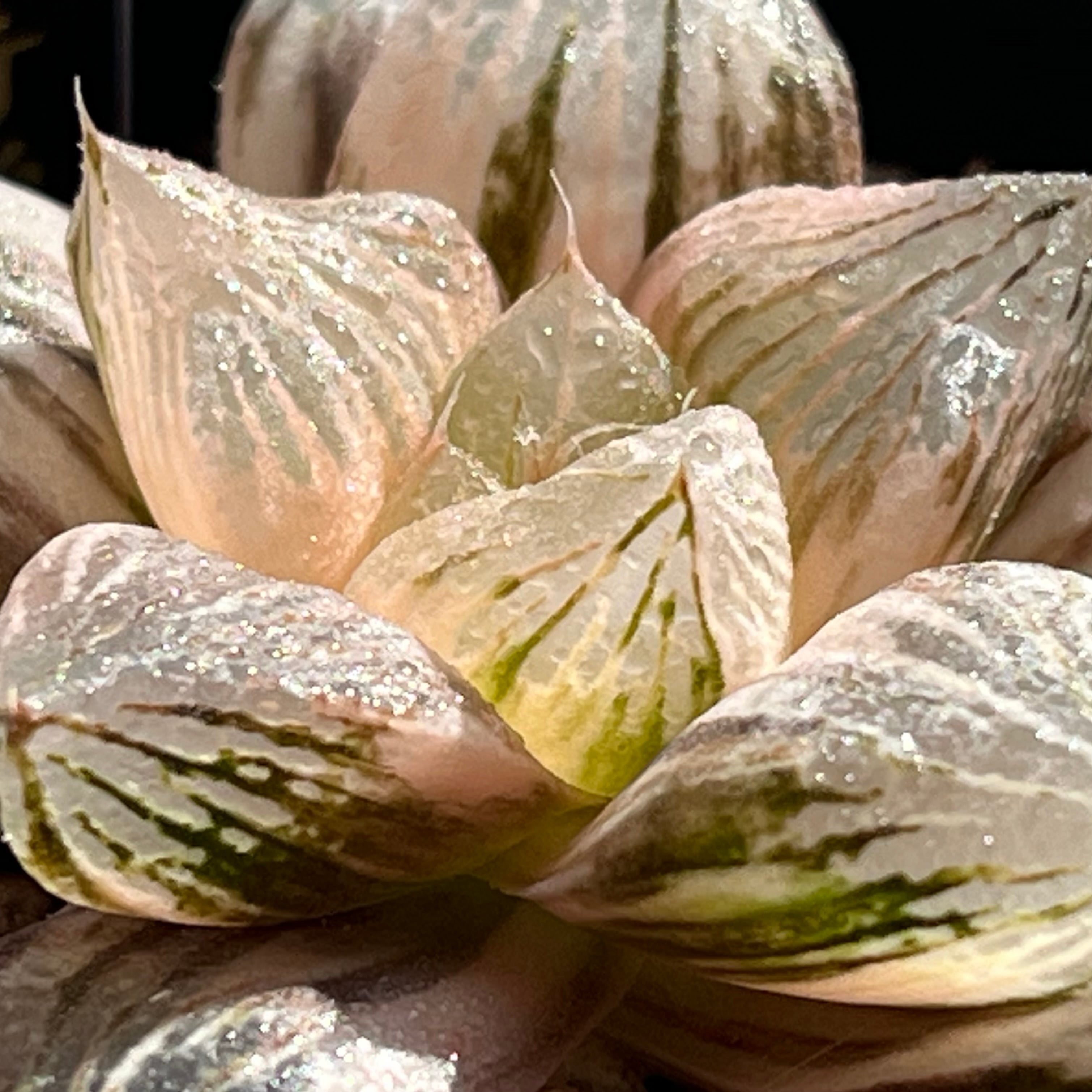 ハオルチア 玉潭寿錦 | mocono_plants