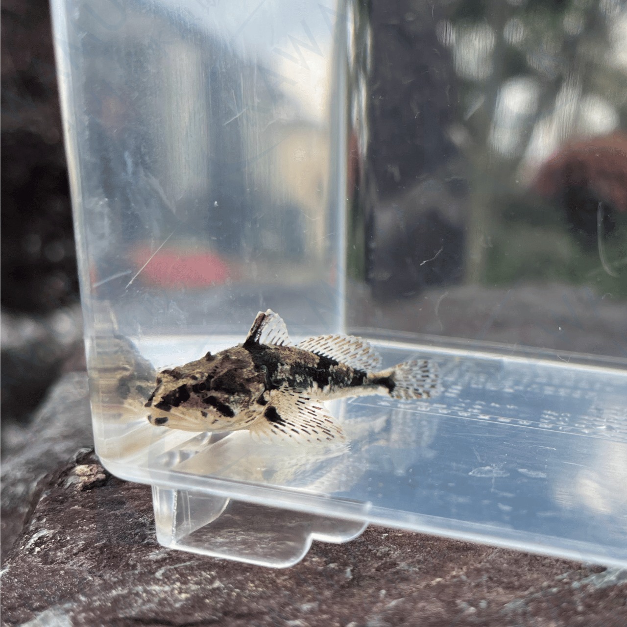 (淡水魚)ヤマノカミ 4cm±(1匹)【生体】