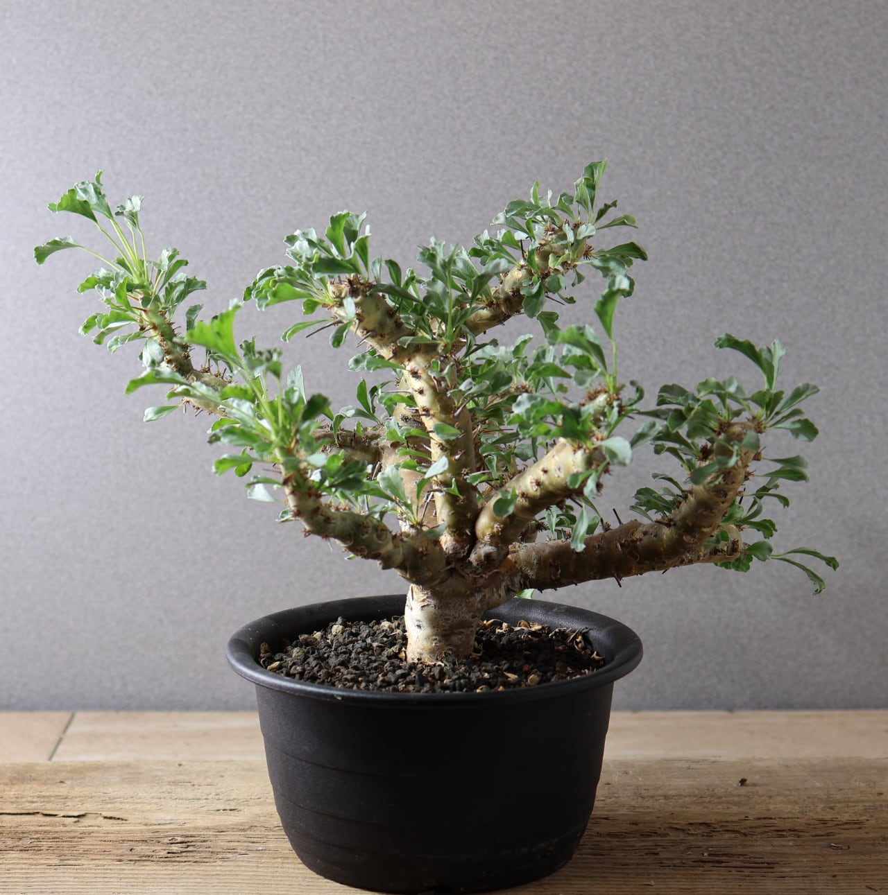 442 無骨な見た目に可憐な花『モンソニア クラシカウリス