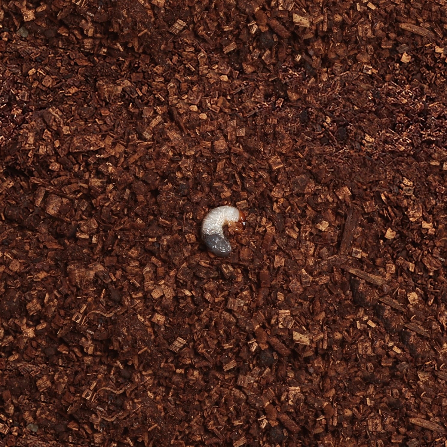 ☆初令幼虫 / 大型血統 / ヘラクレスオオカブト / (1st instar larva)