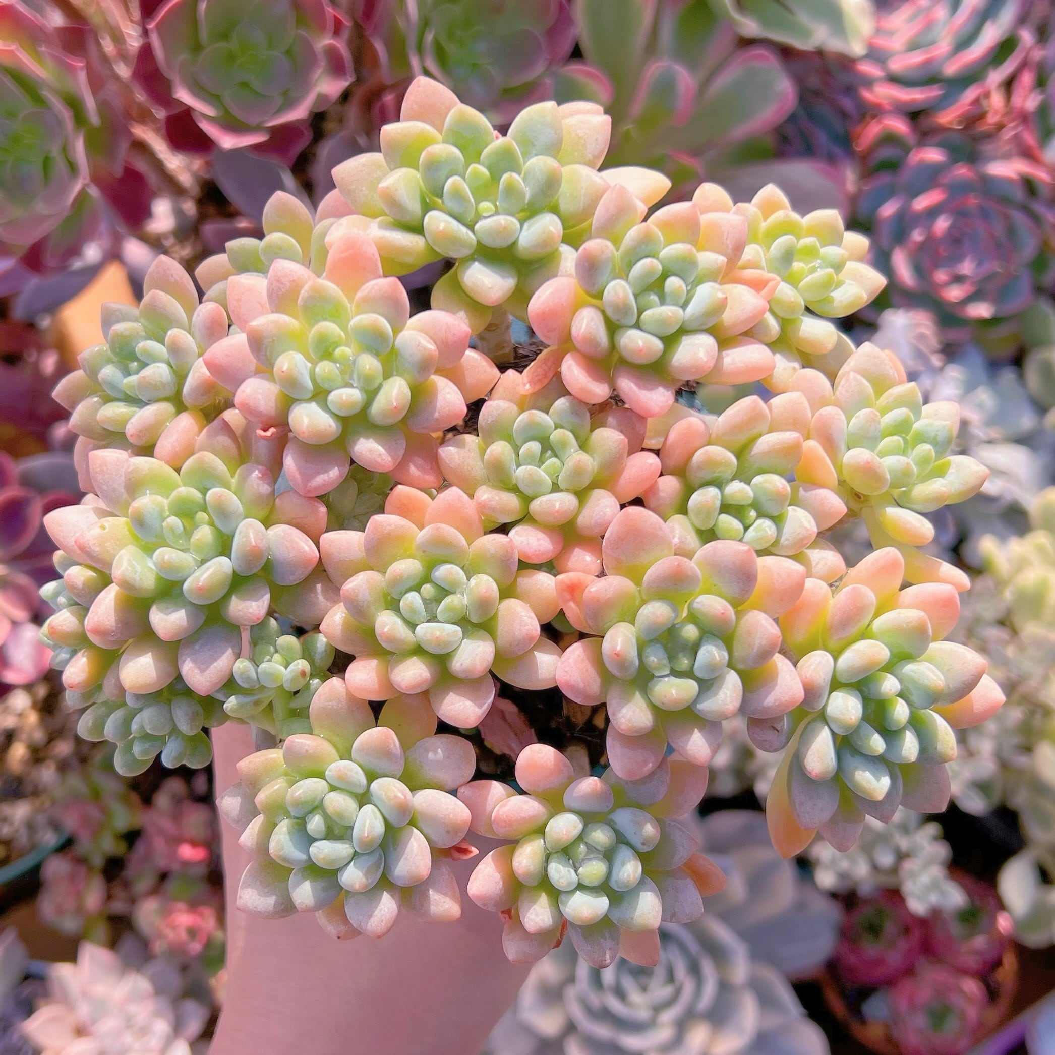 多肉植物　ストロベリーミルク　特大群生　るる農園