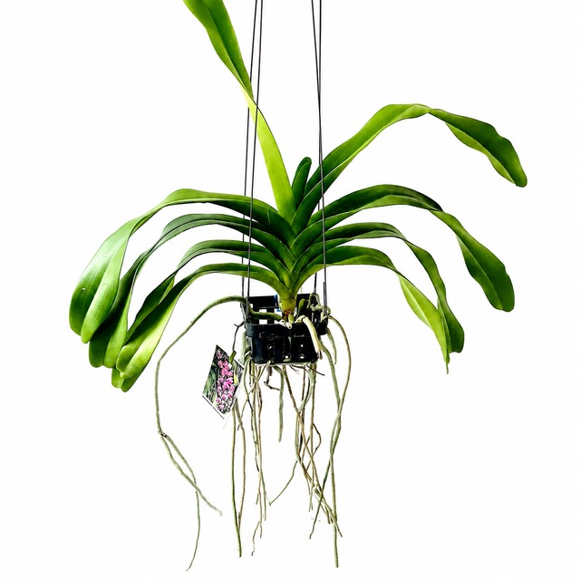 《希少》SOUJU 創樹 オリーブ ネバディロブロンコ観葉植物 calm cafe