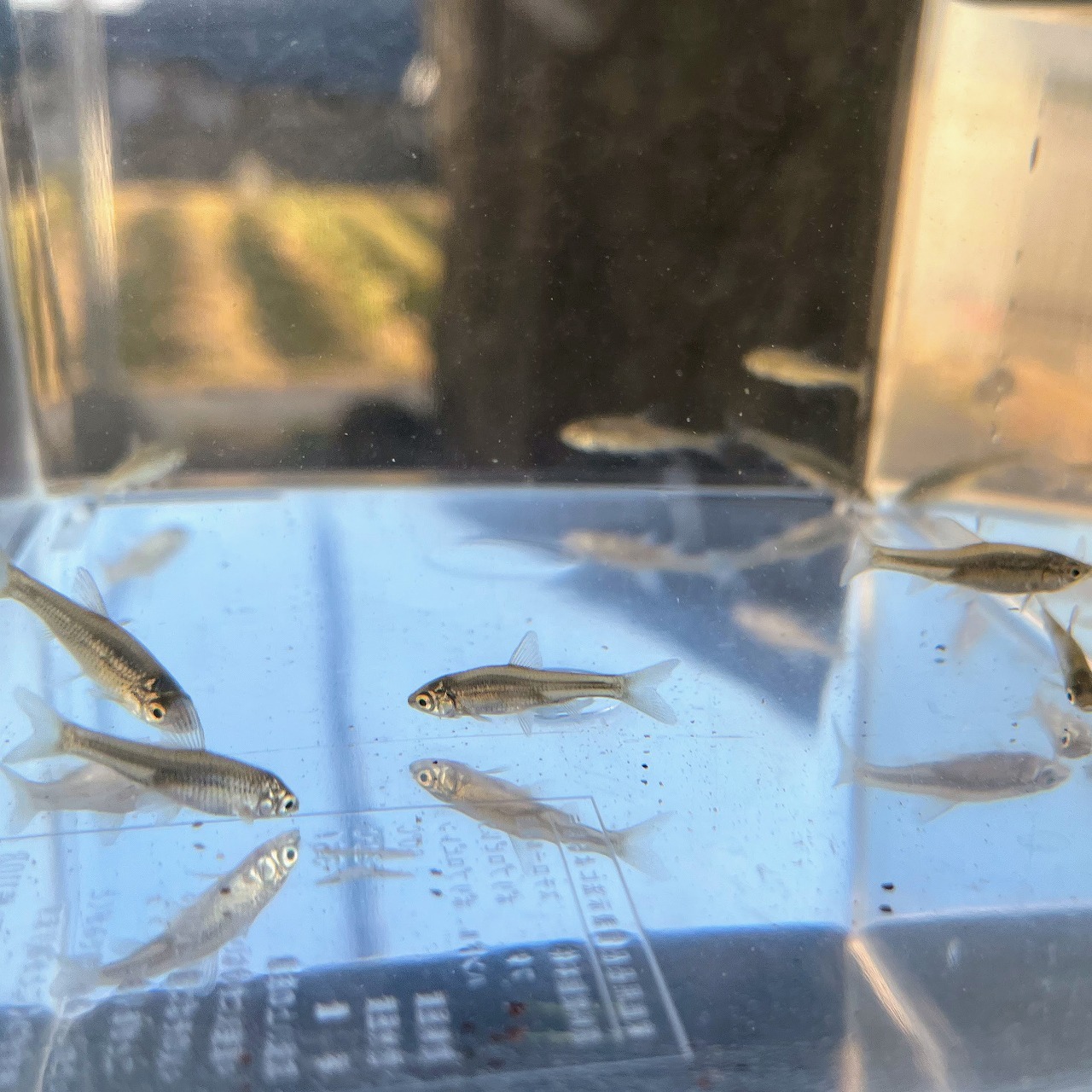 ※セット販売※（淡水魚）小さめ　モツゴ  2～3ｃｍ±（3匹）【生体】