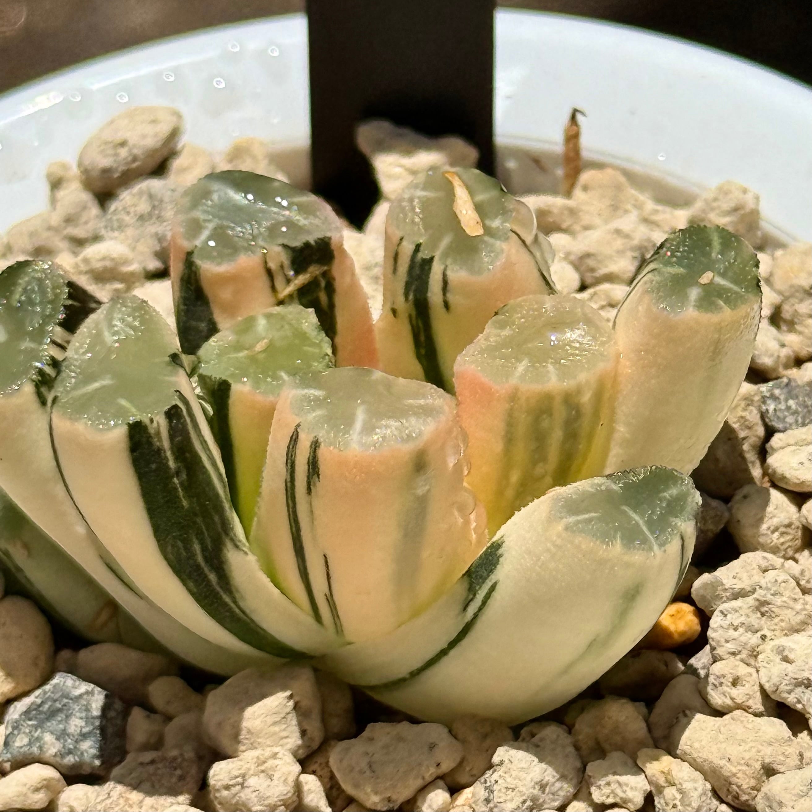 多肉植物 アエオニウム 孔雀白錦 美苗 #孔3 | PAY ID