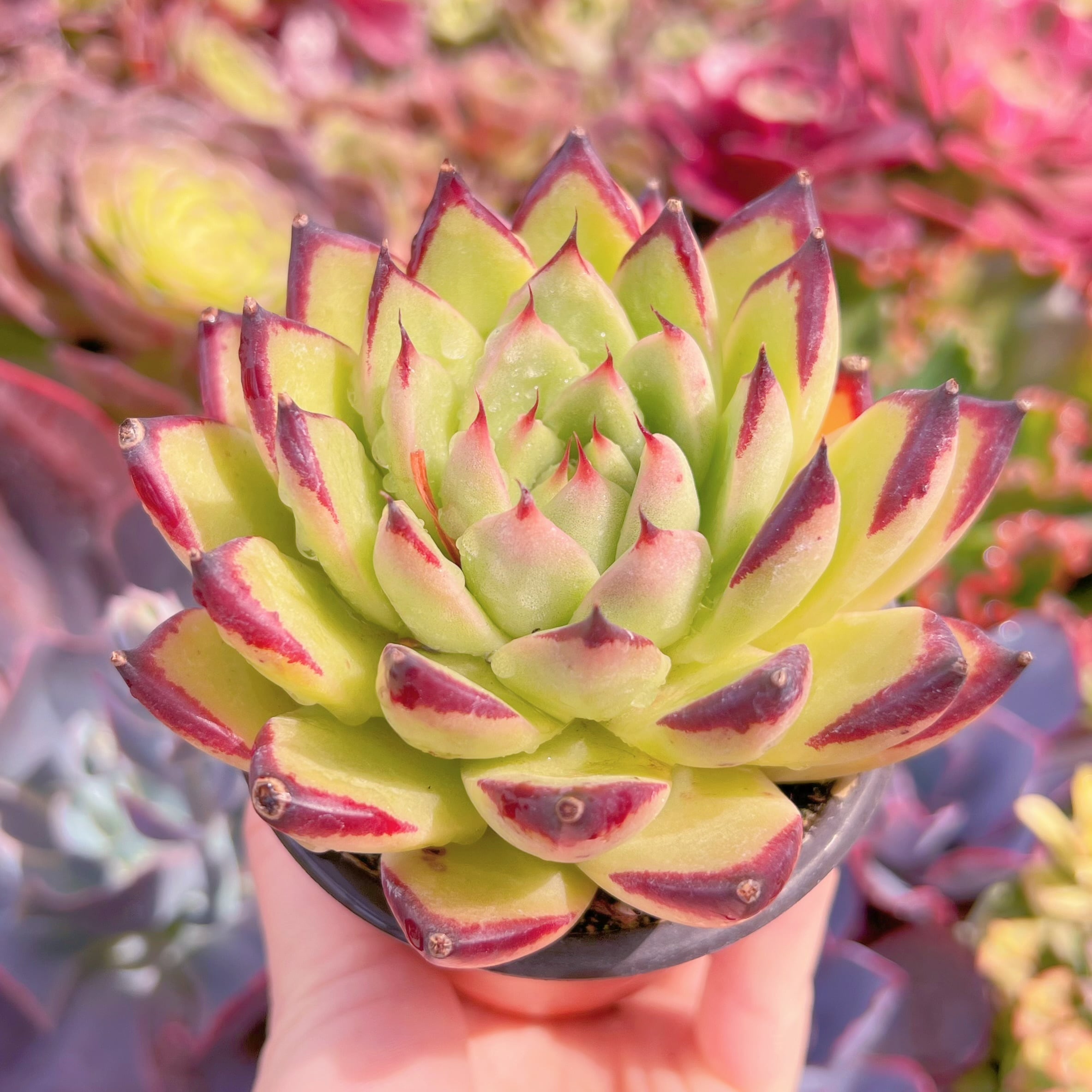 現品　モナ・リザ#791　るる農園