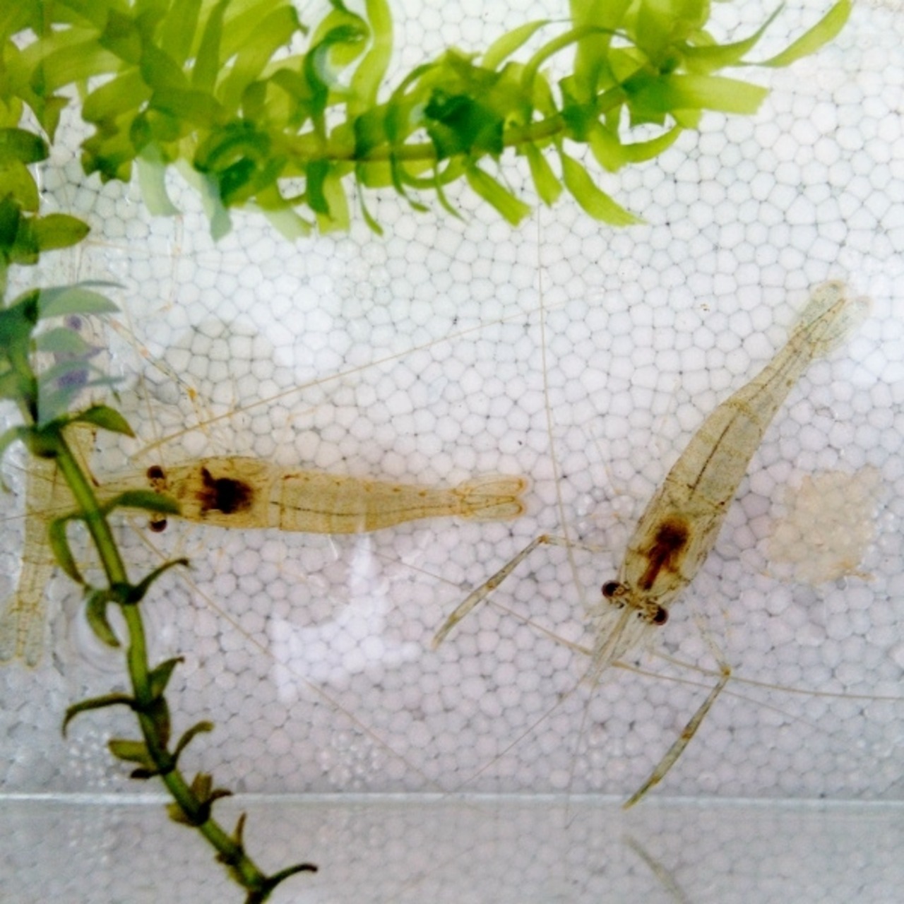 (甲殻類/エビ)テナガエビ 3~6cm±(1匹)【生体】※保証対象外商品※