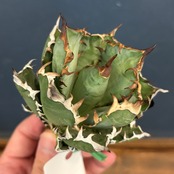 アガベ チタノタ レッドヴェノム(レッドベノム)【957】