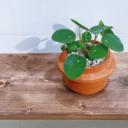 ピレア・ペペロミオイデス Pilea peperomioides