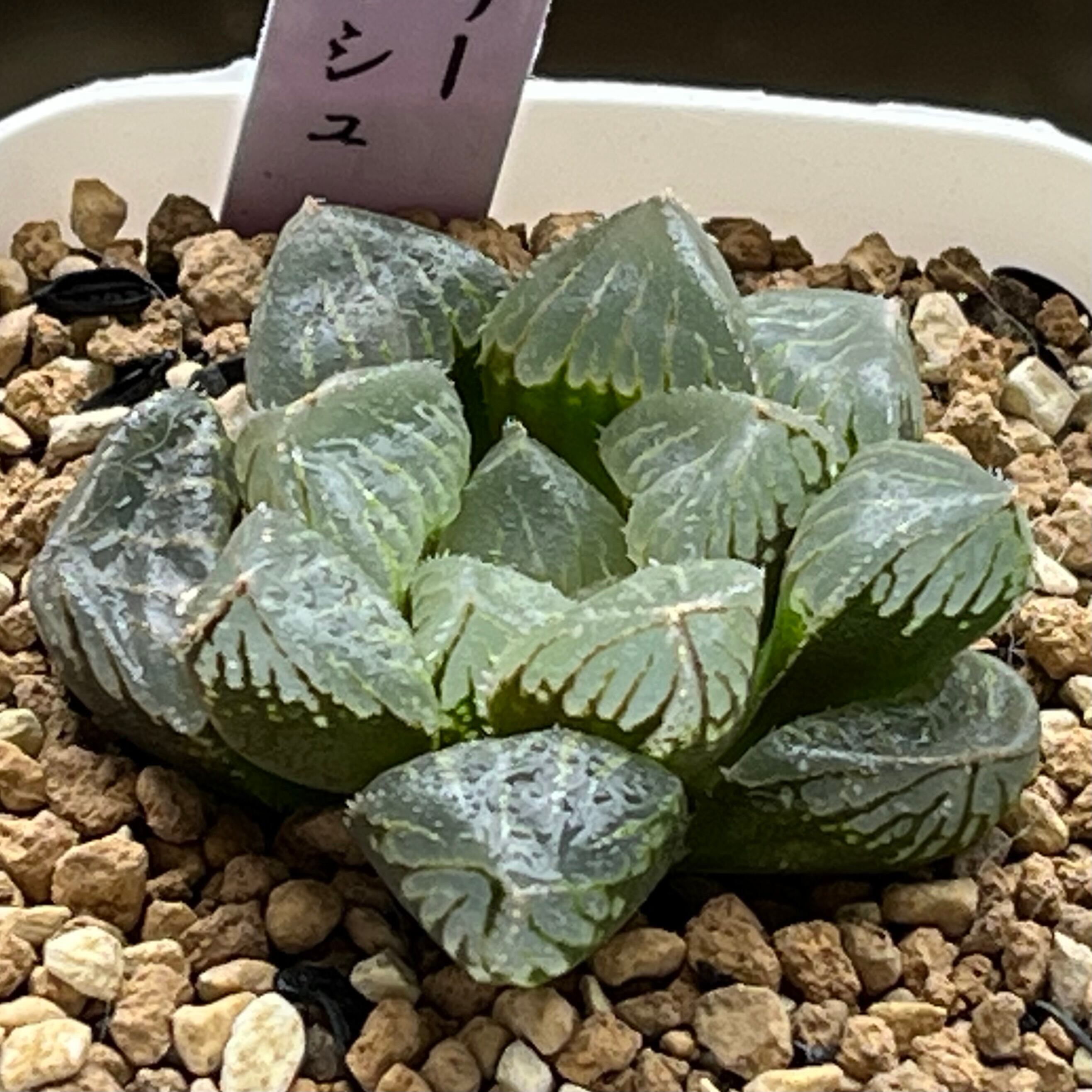 ハオルチア 太陽の恋人(微発根) | mocono_plants