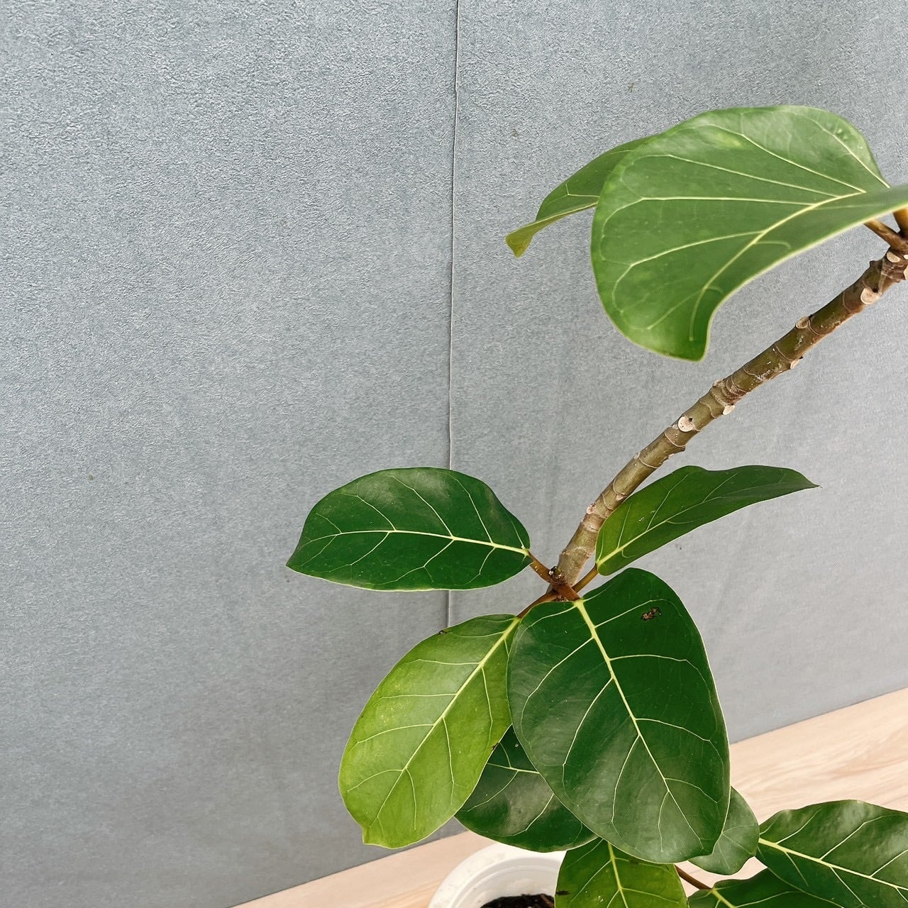 現品］【希少】4番 フィカス アフリカンプリンス 8号 観葉植物 室内