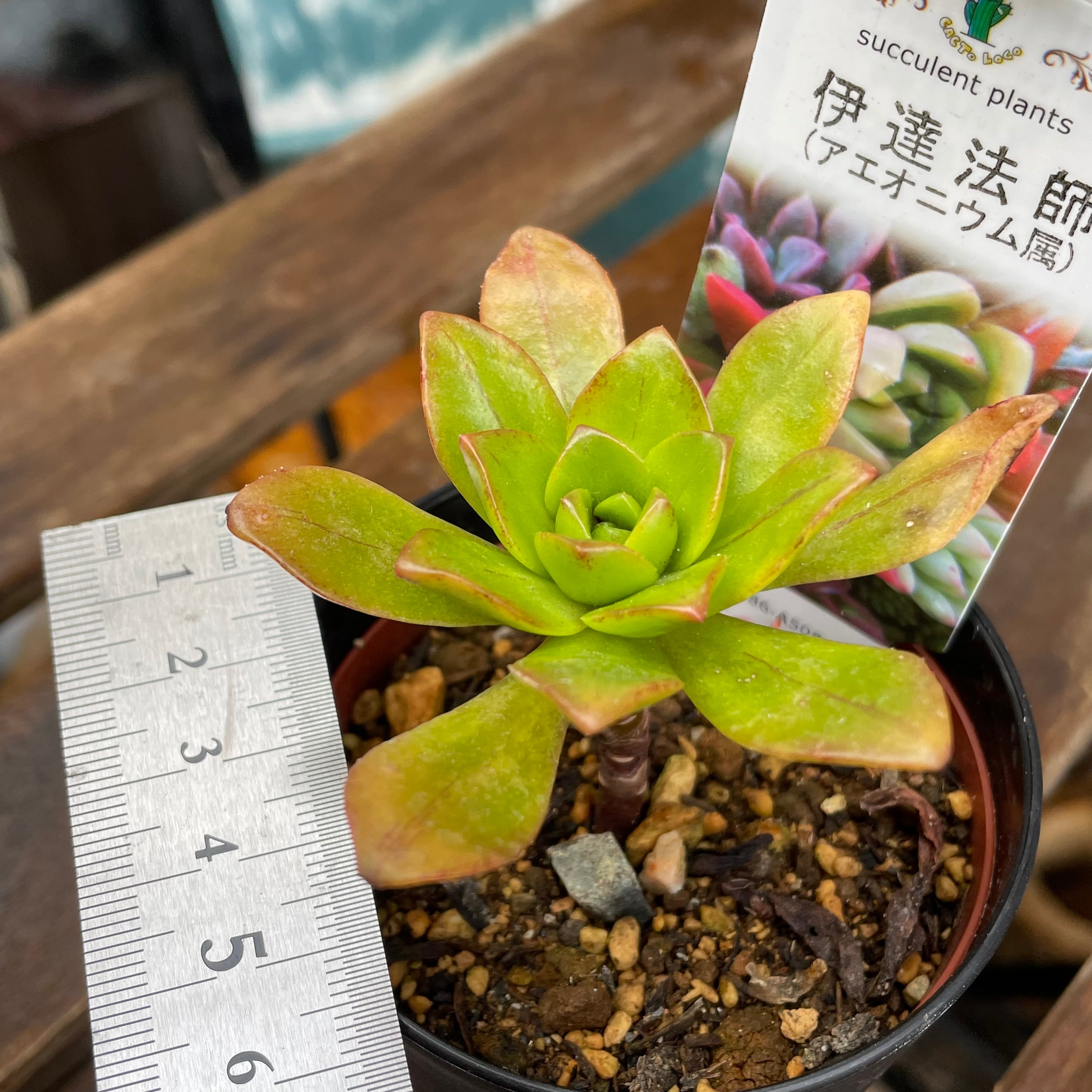 多肉植物❤アエオニウム❤伊達法師❤群生❤抜き苗