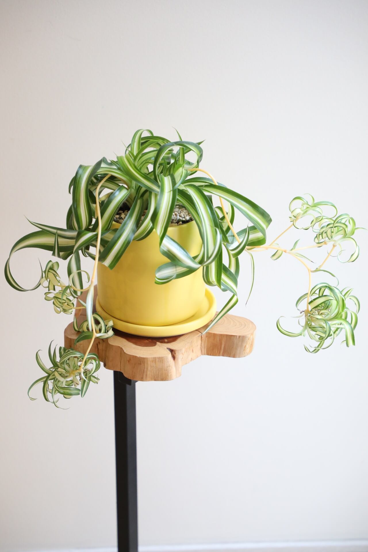 S】オリヅルラン ボニー/Chlorophytum comosum Bonnie ※陶器鉢付き