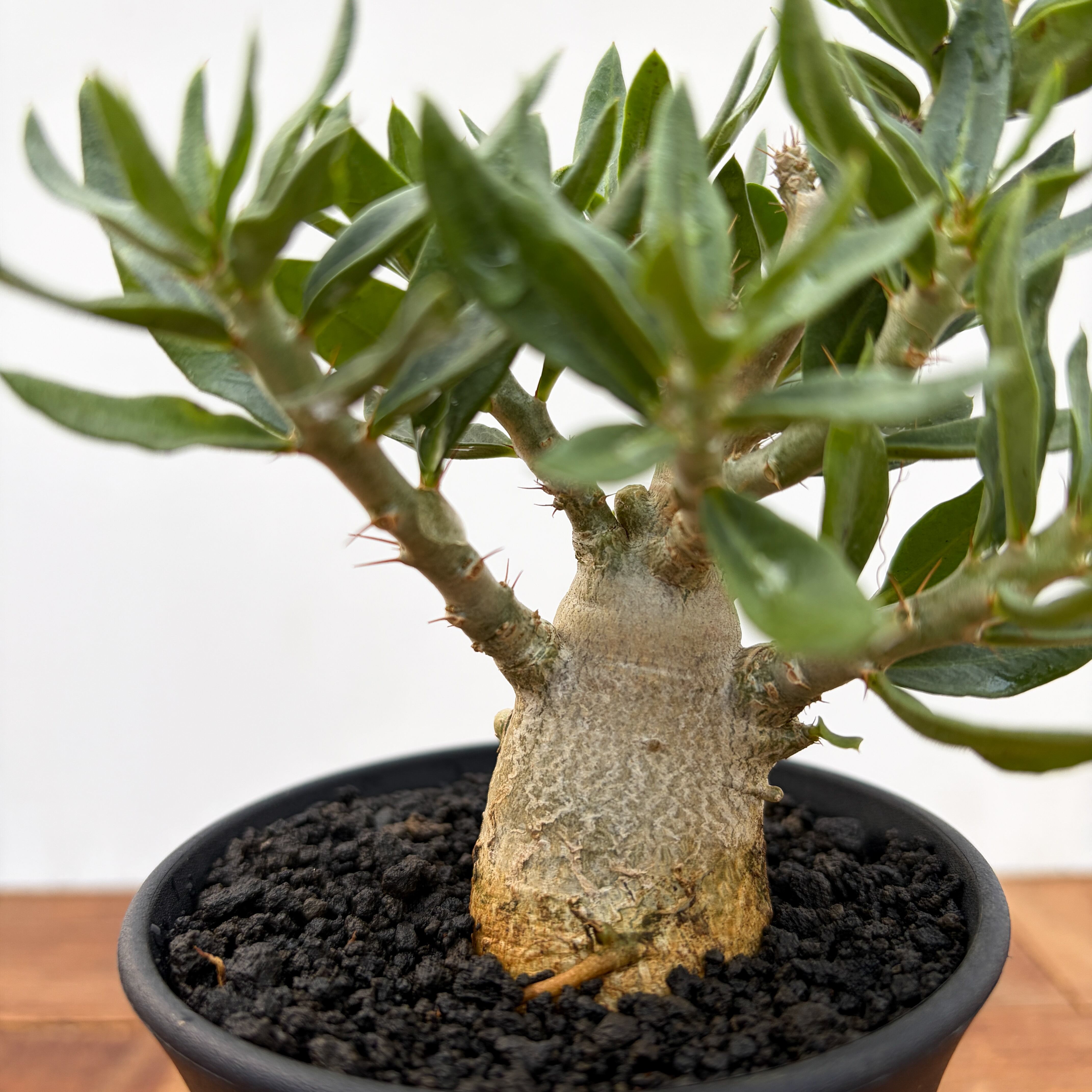 Pachypodium bispinosum【パキポディウム・ビスピノーサム・実生