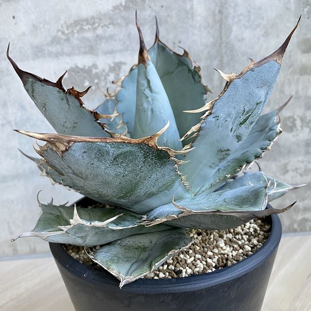 agave titanota whiteice/アガベ チタノタホワイトアイス 【観葉植物