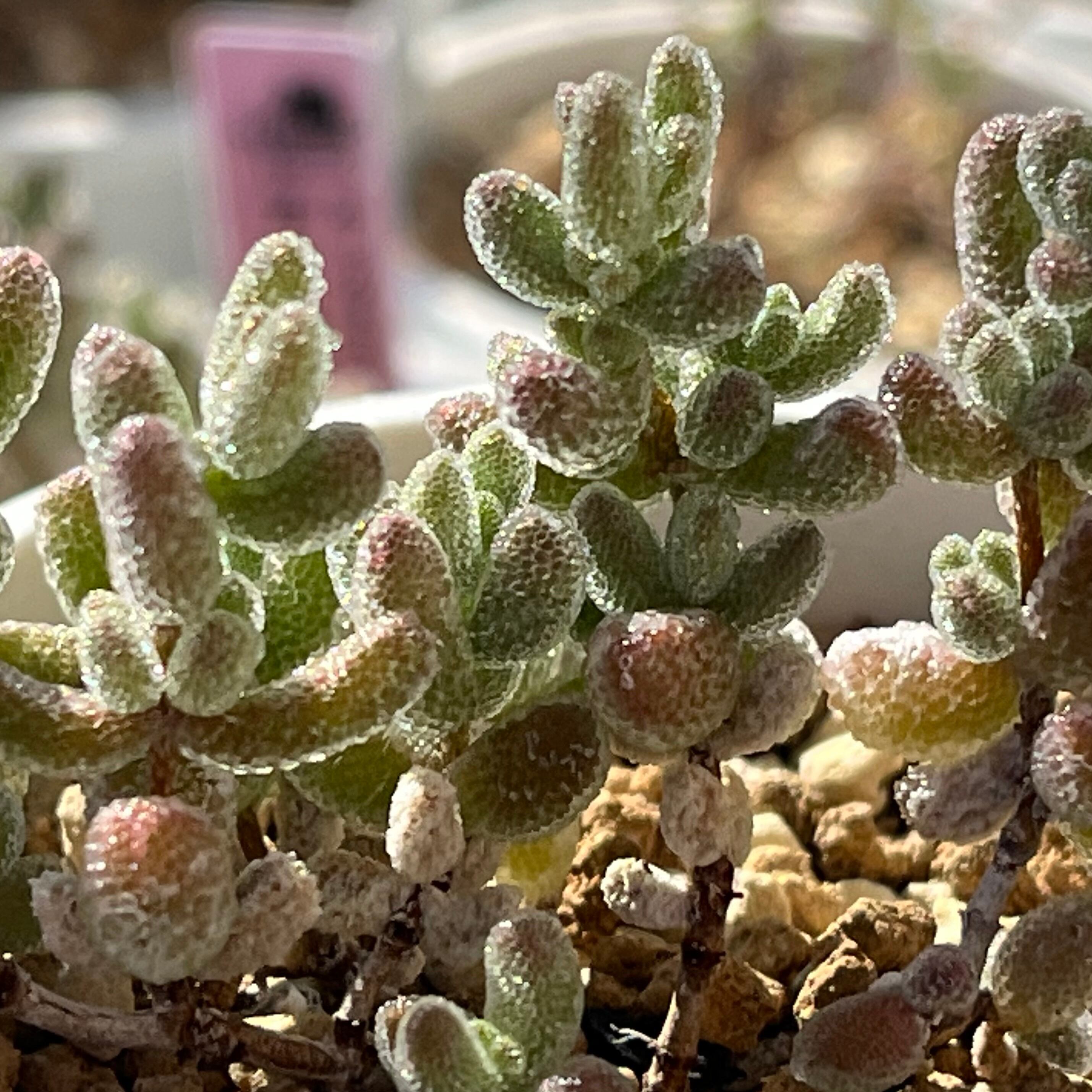 ハオルチア B型コンプトミュータント錦① | mocono_plants